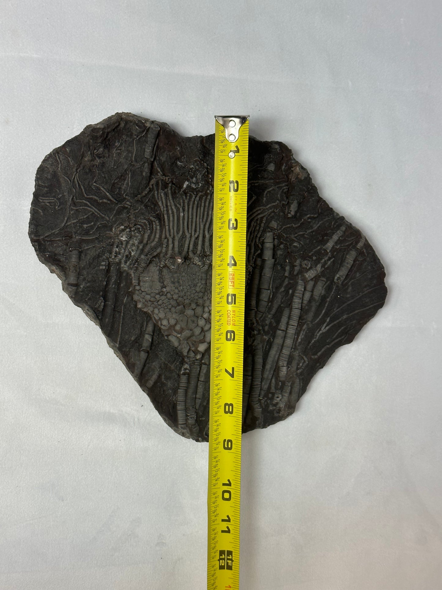 Crinoid Plate 10"