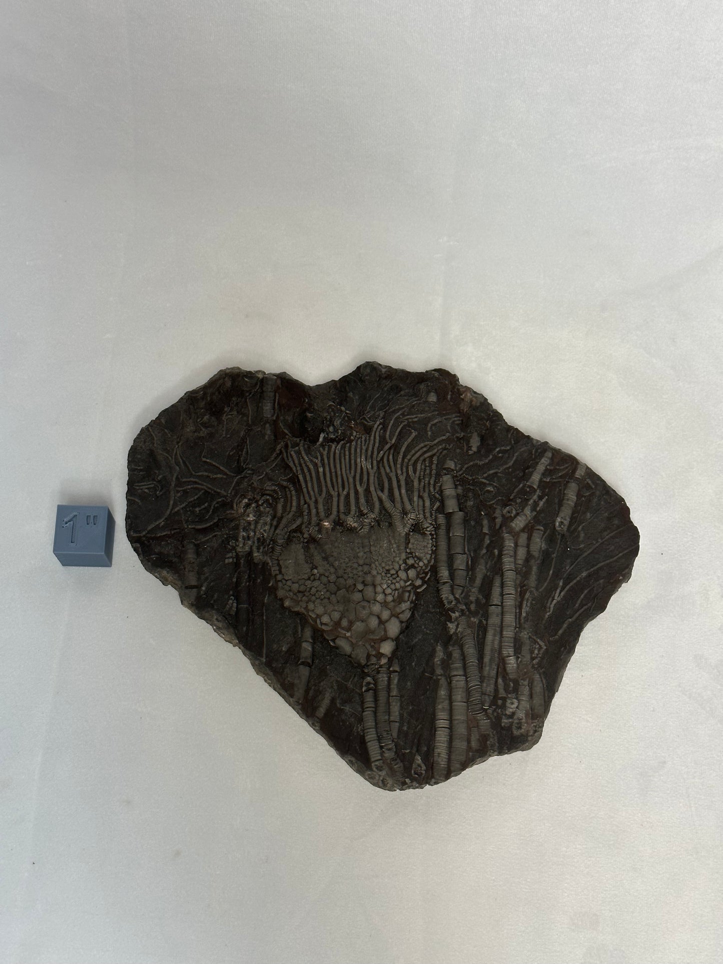 Crinoid Plate 10"