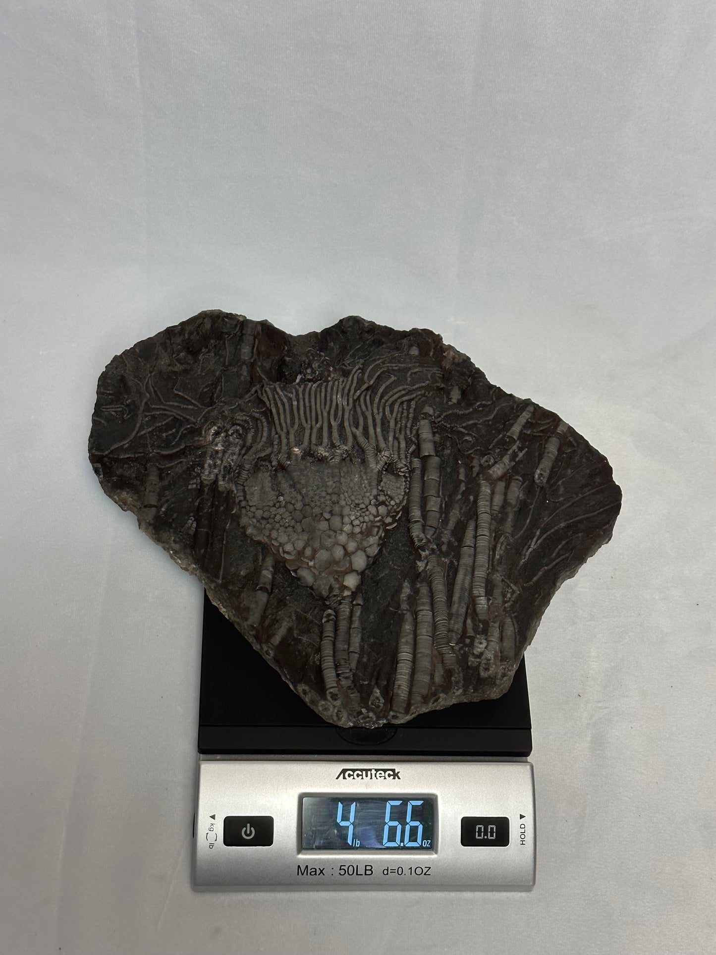 Crinoid Plate 10"