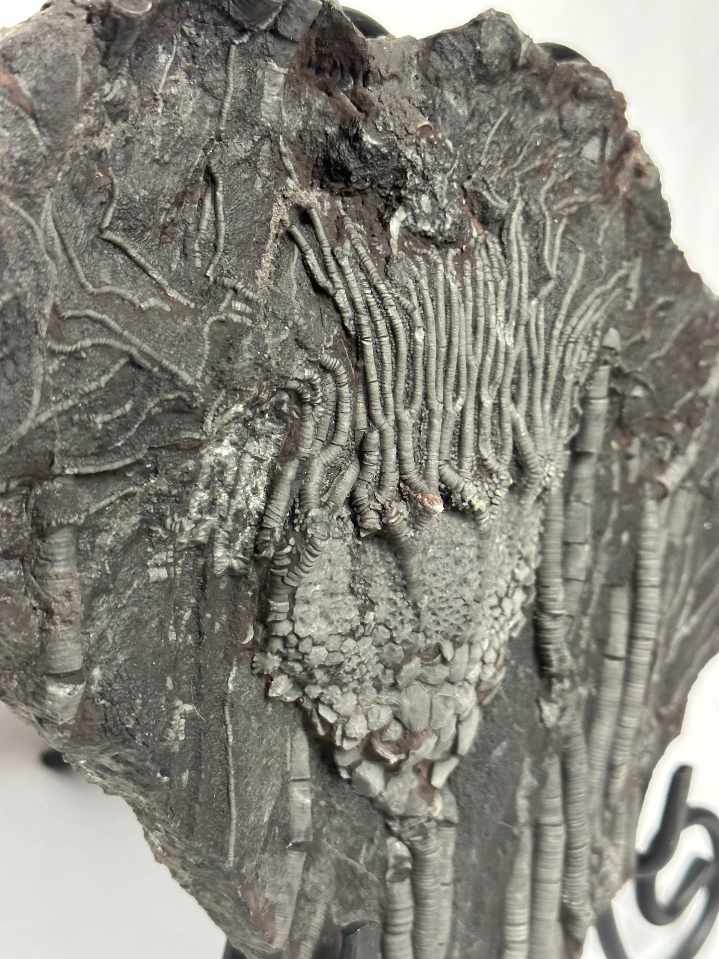 Crinoid Plate 10"