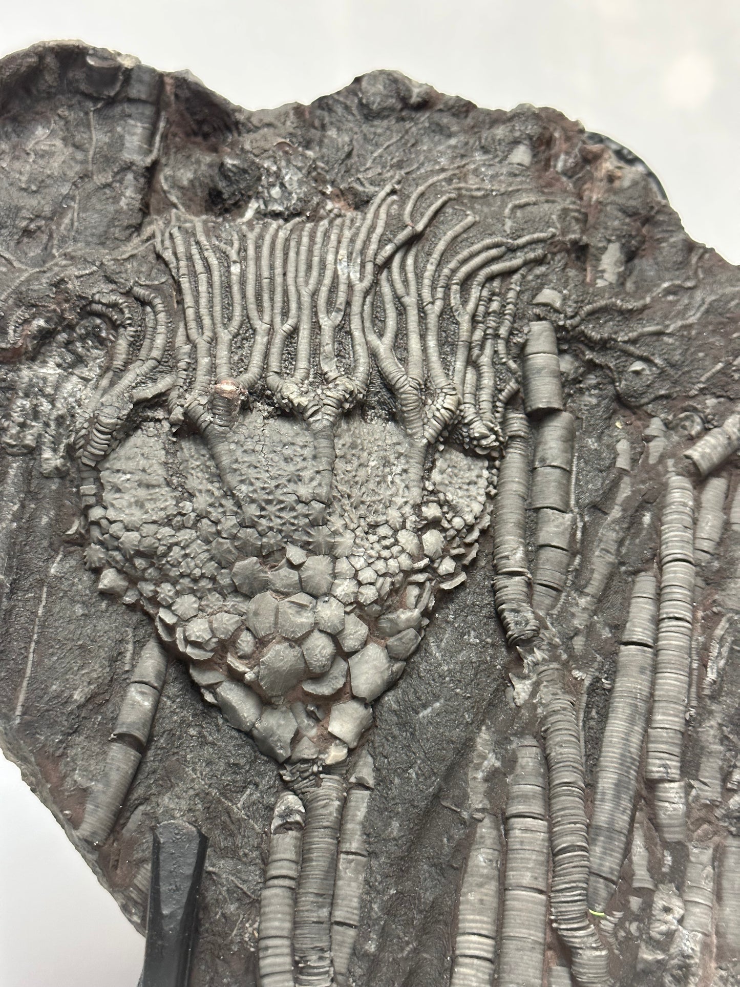 Crinoid Plate 10"