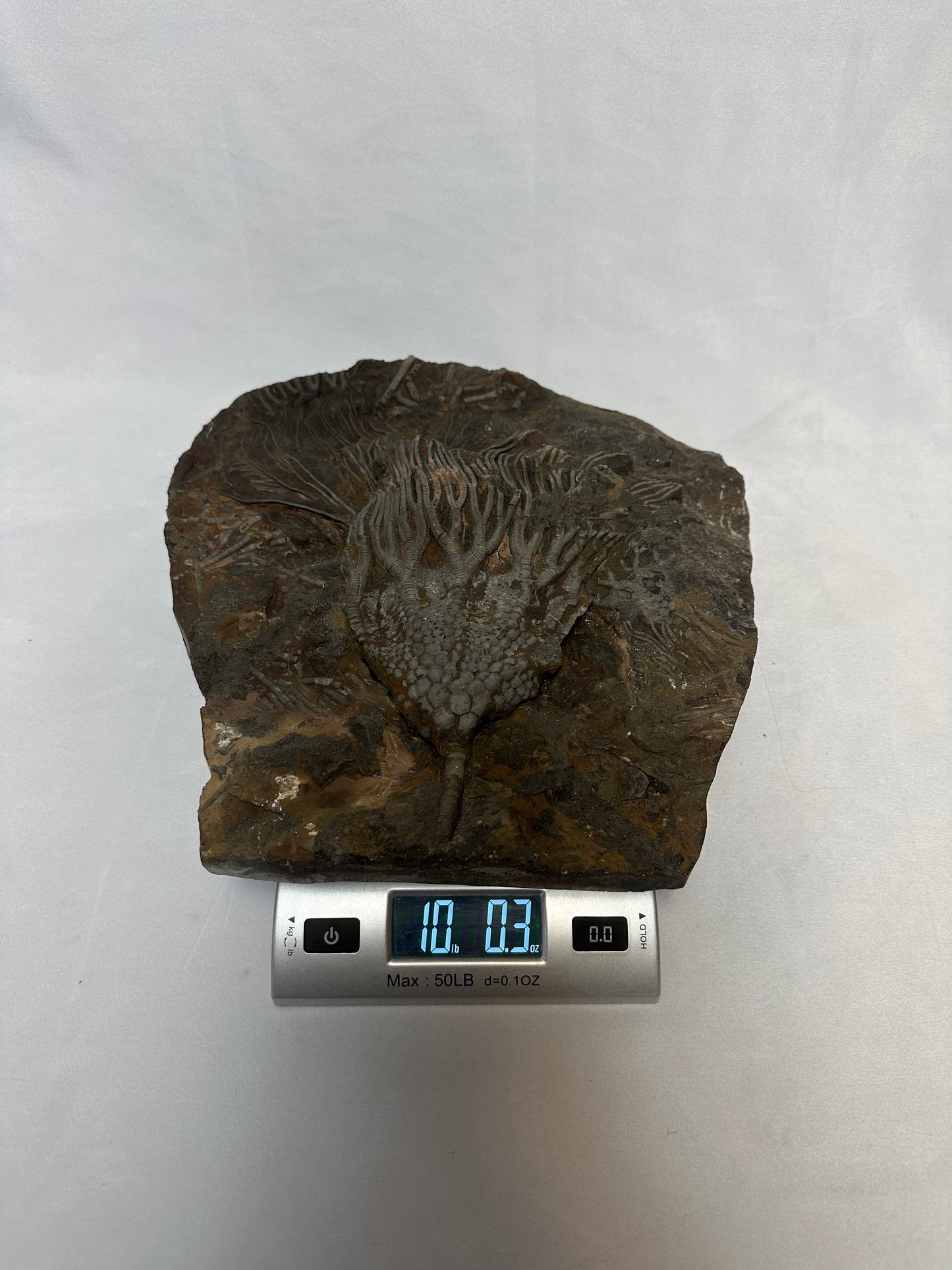 Astonishing Crinoid Plate