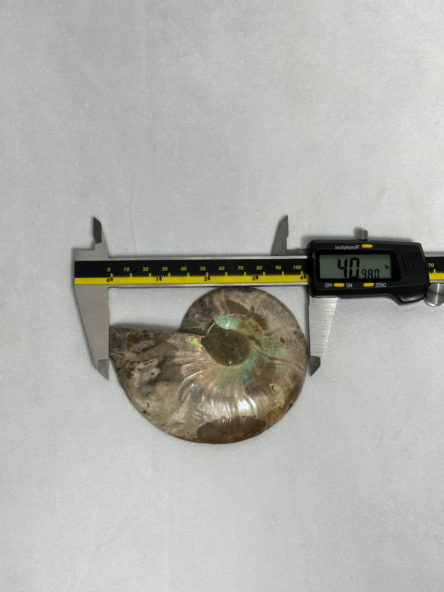 Beautiful Split Polished Ammonite