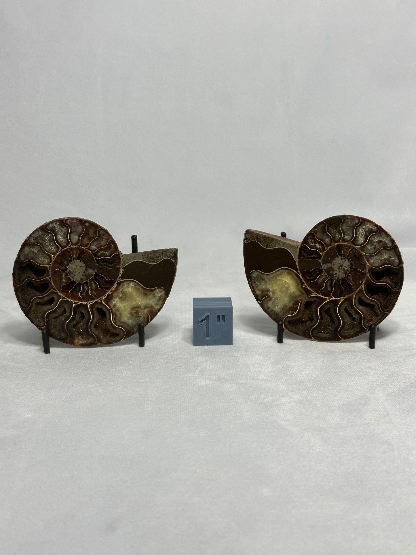 Beautiful Split Polished Ammonite