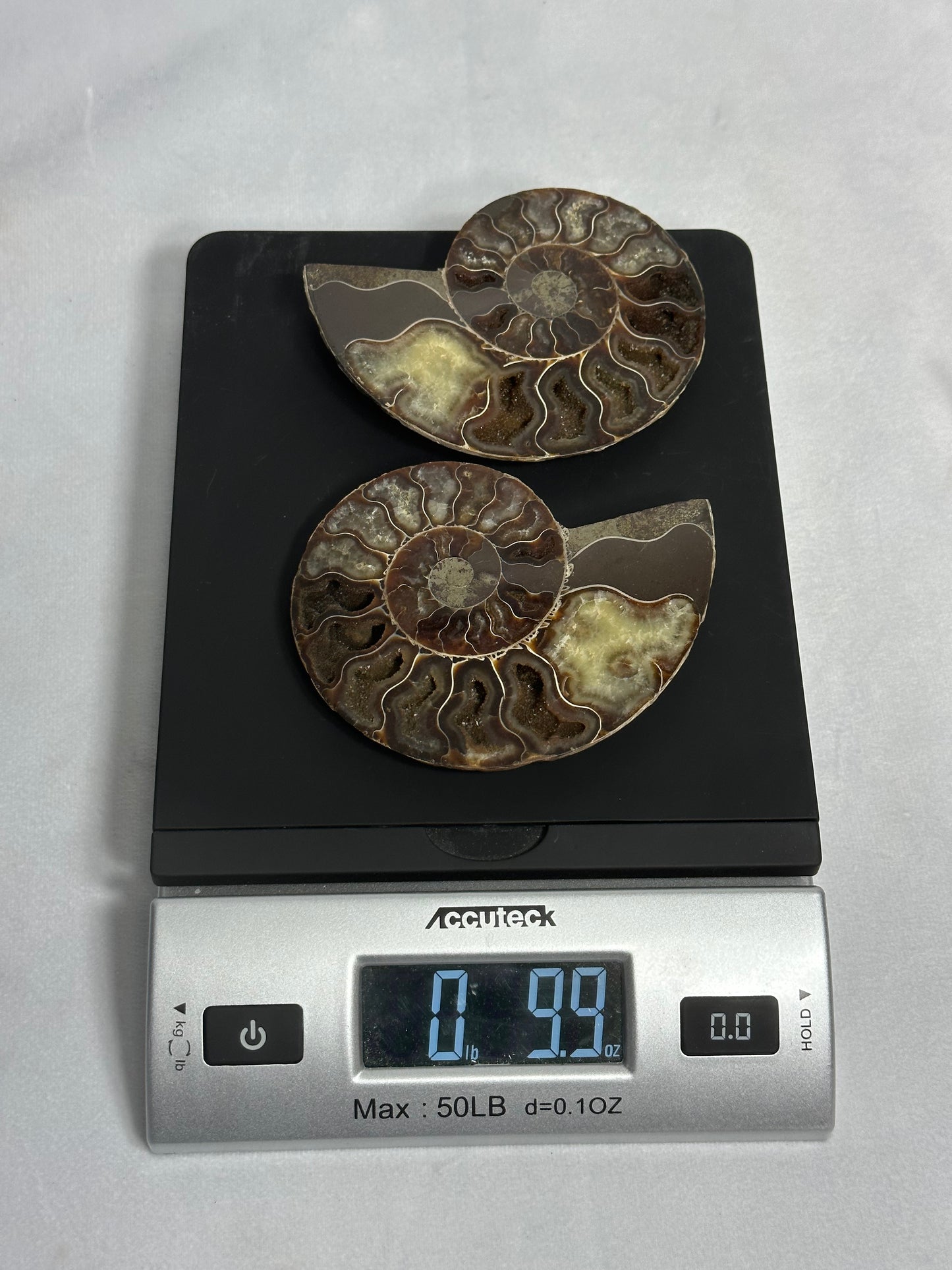 Beautiful Split Polished Ammonite