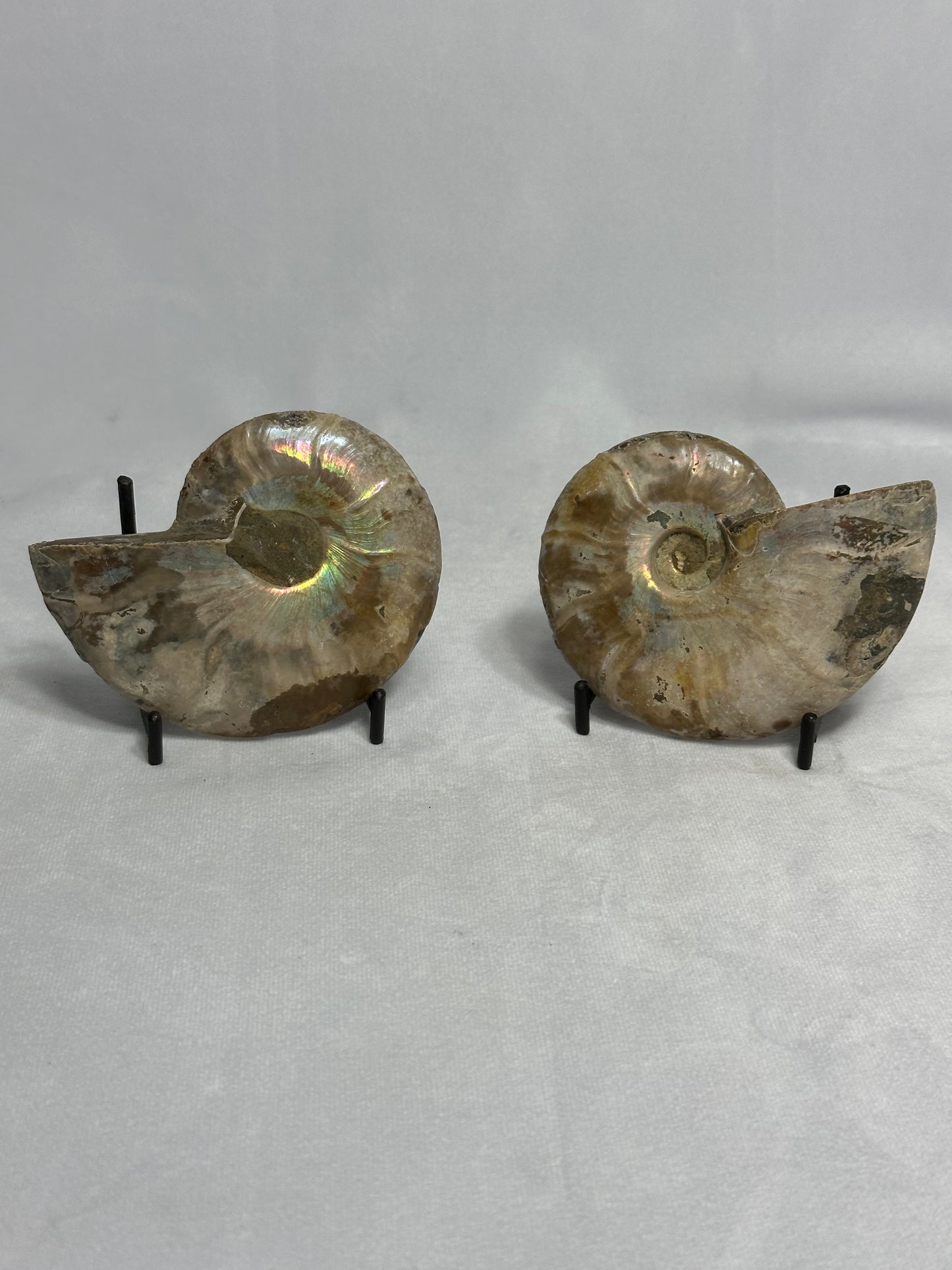 Beautiful Split Polished Ammonite