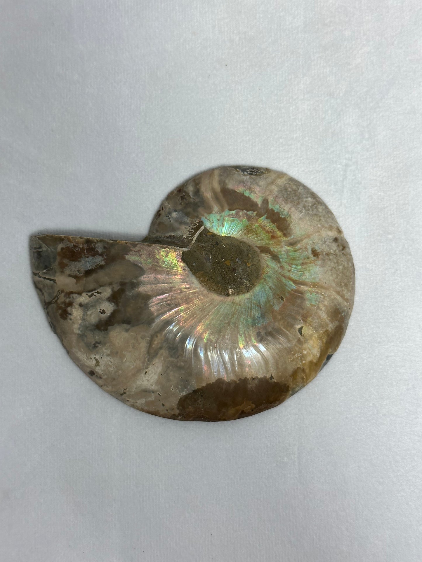 Beautiful Split Polished Ammonite