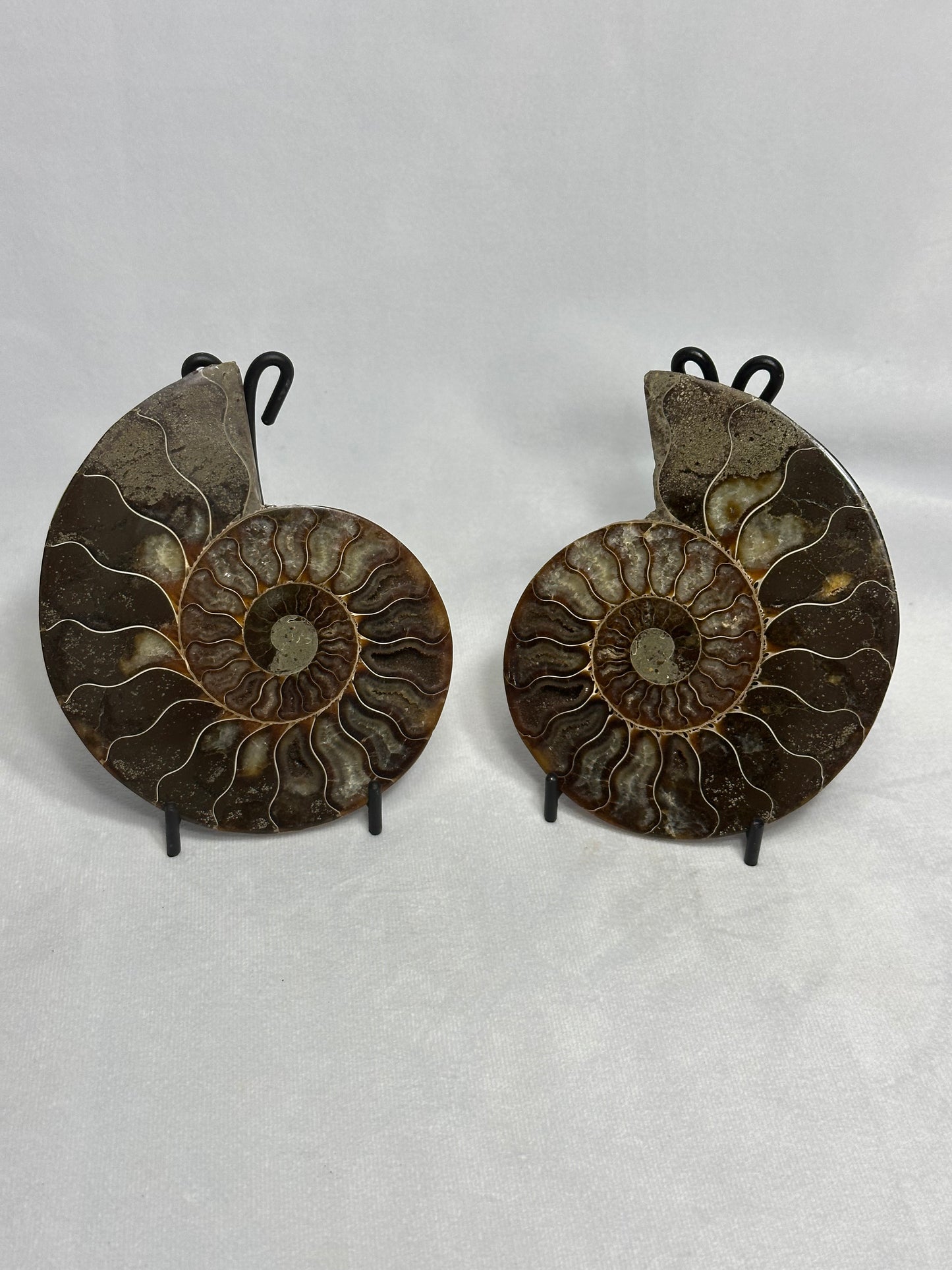 Lovely Split Polished Ammonite