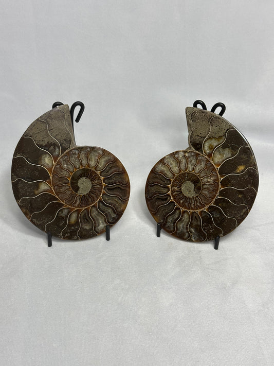 Lovely Split Polished Ammonite