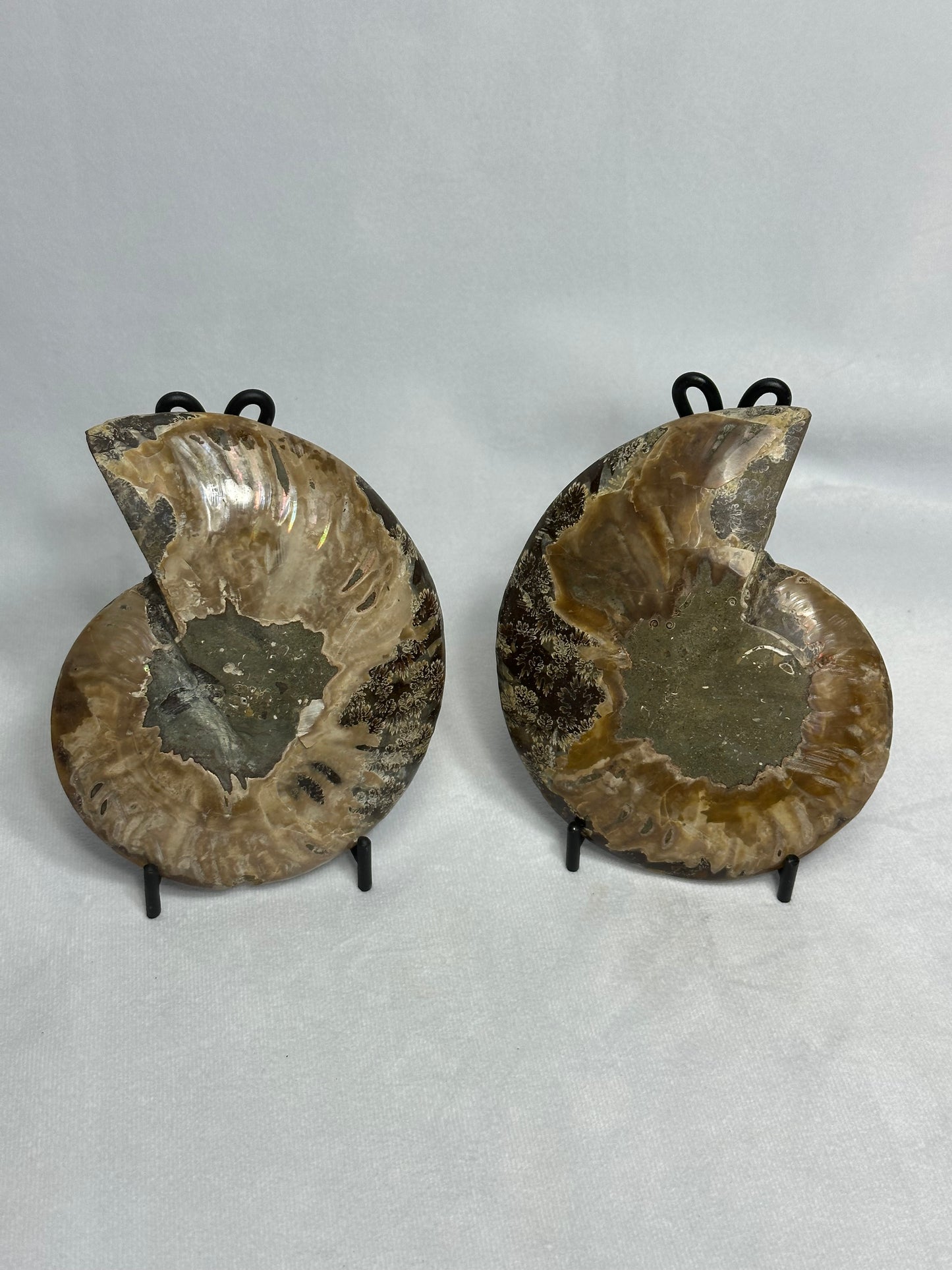 Lovely Split Polished Ammonite