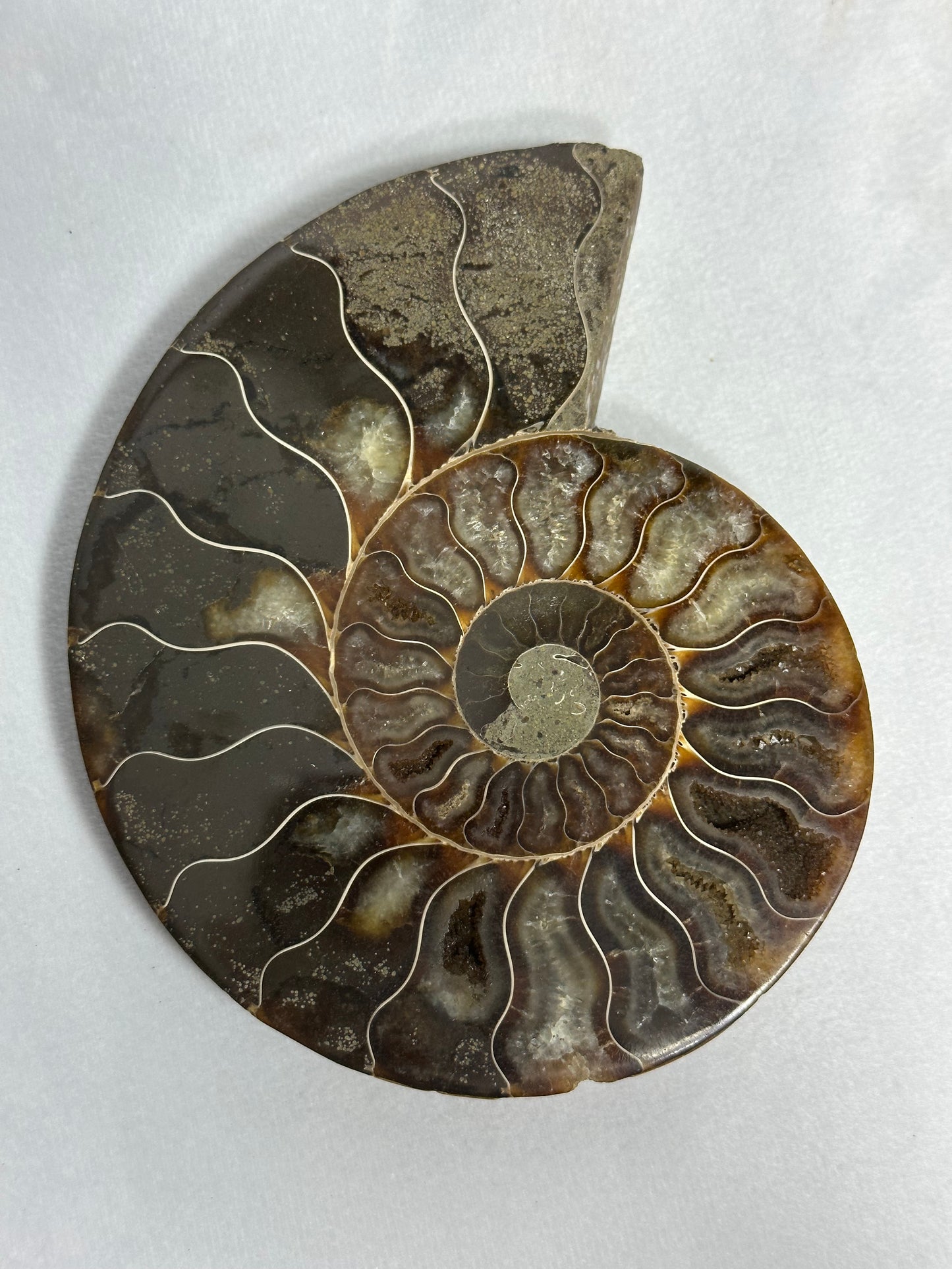 Lovely Split Polished Ammonite