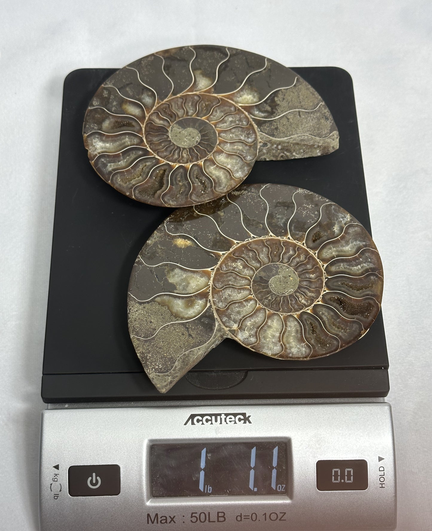 Lovely Split Polished Ammonite