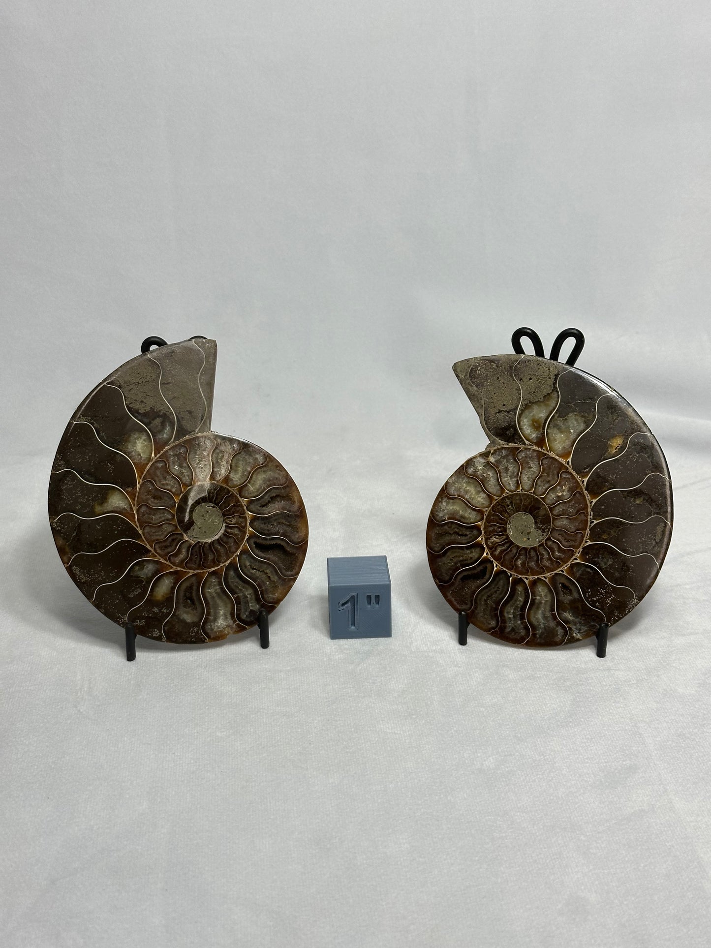Lovely Split Polished Ammonite