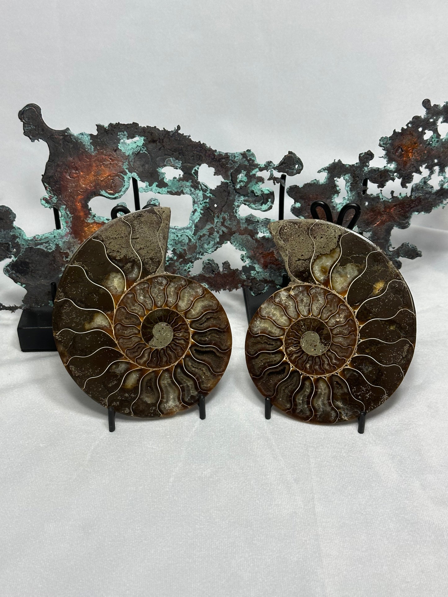 Lovely Split Polished Ammonite
