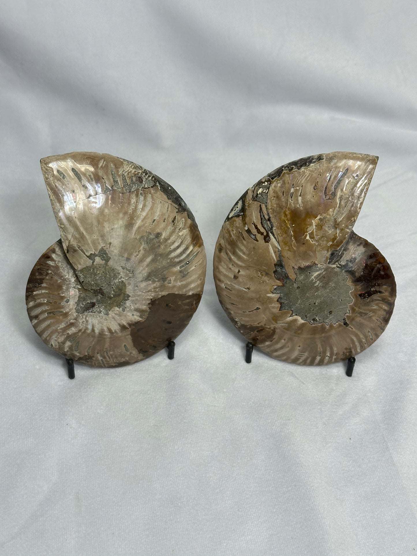 Dark Split Polished Ammonite