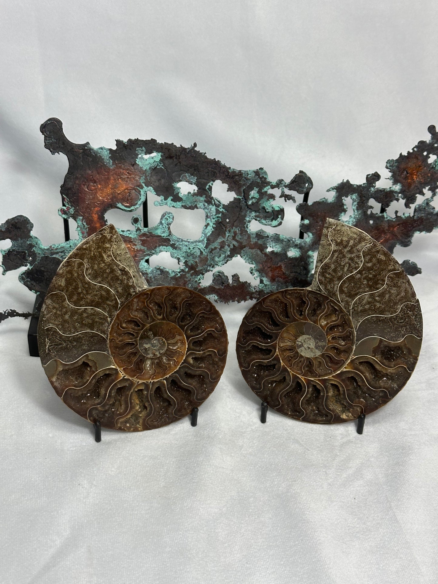 Dark Split Polished Ammonite
