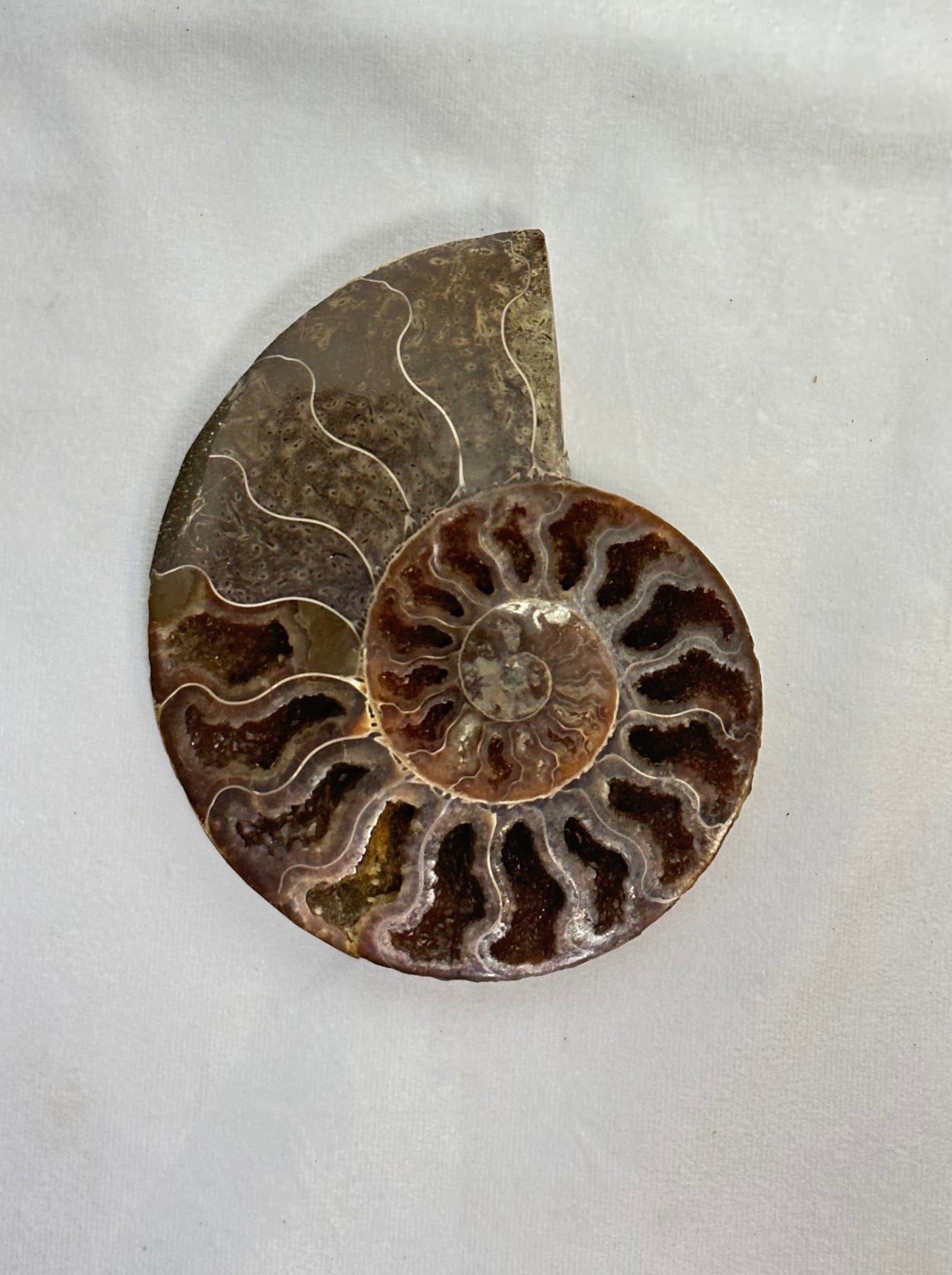 Dark Split Polished Ammonite