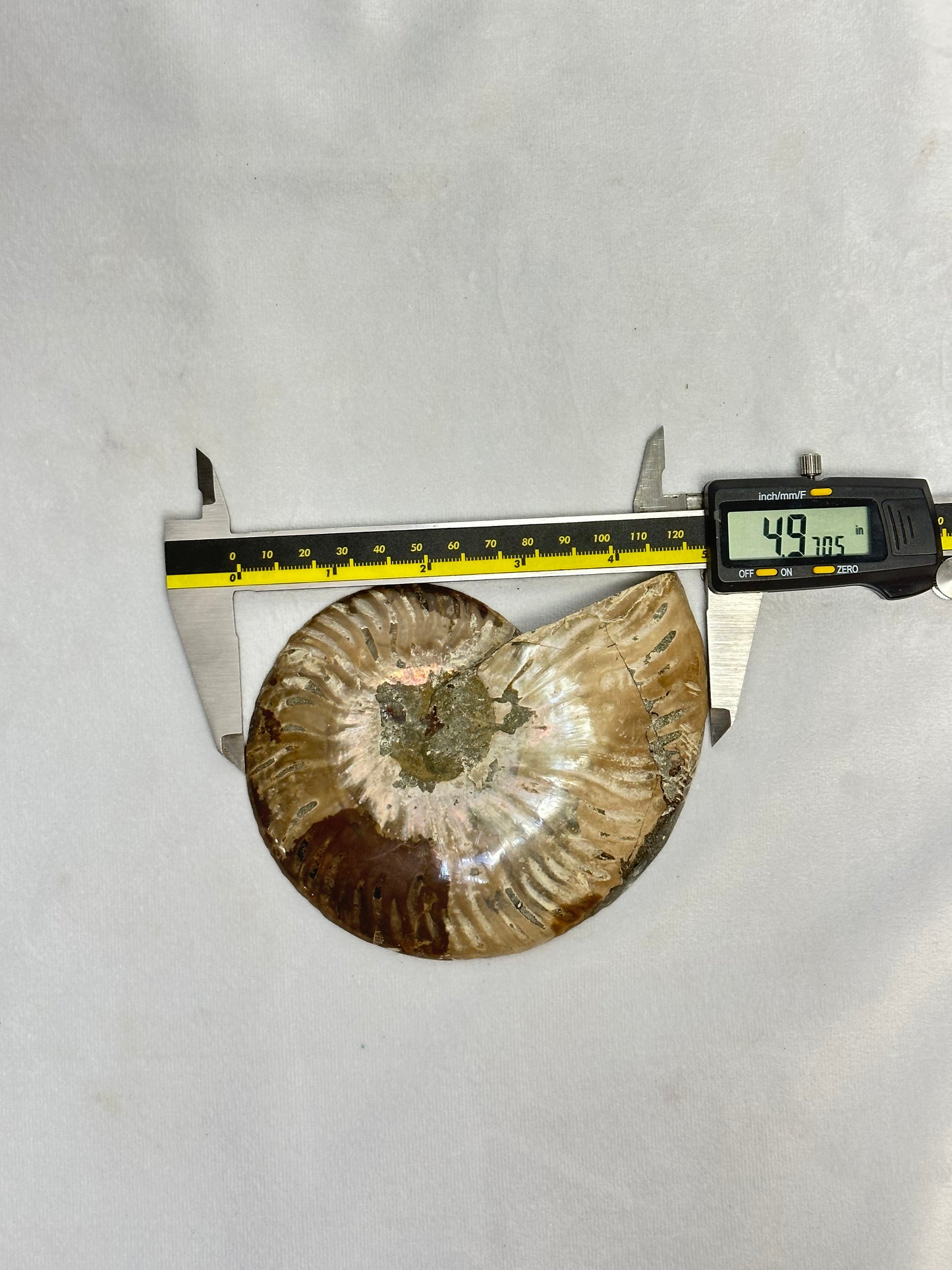 Dark Split Polished Ammonite