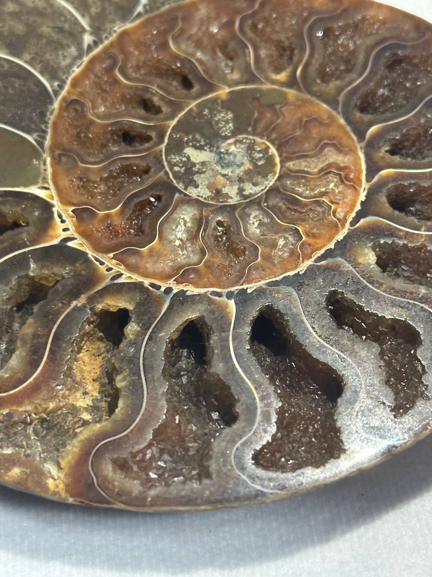 Dark Split Polished Ammonite