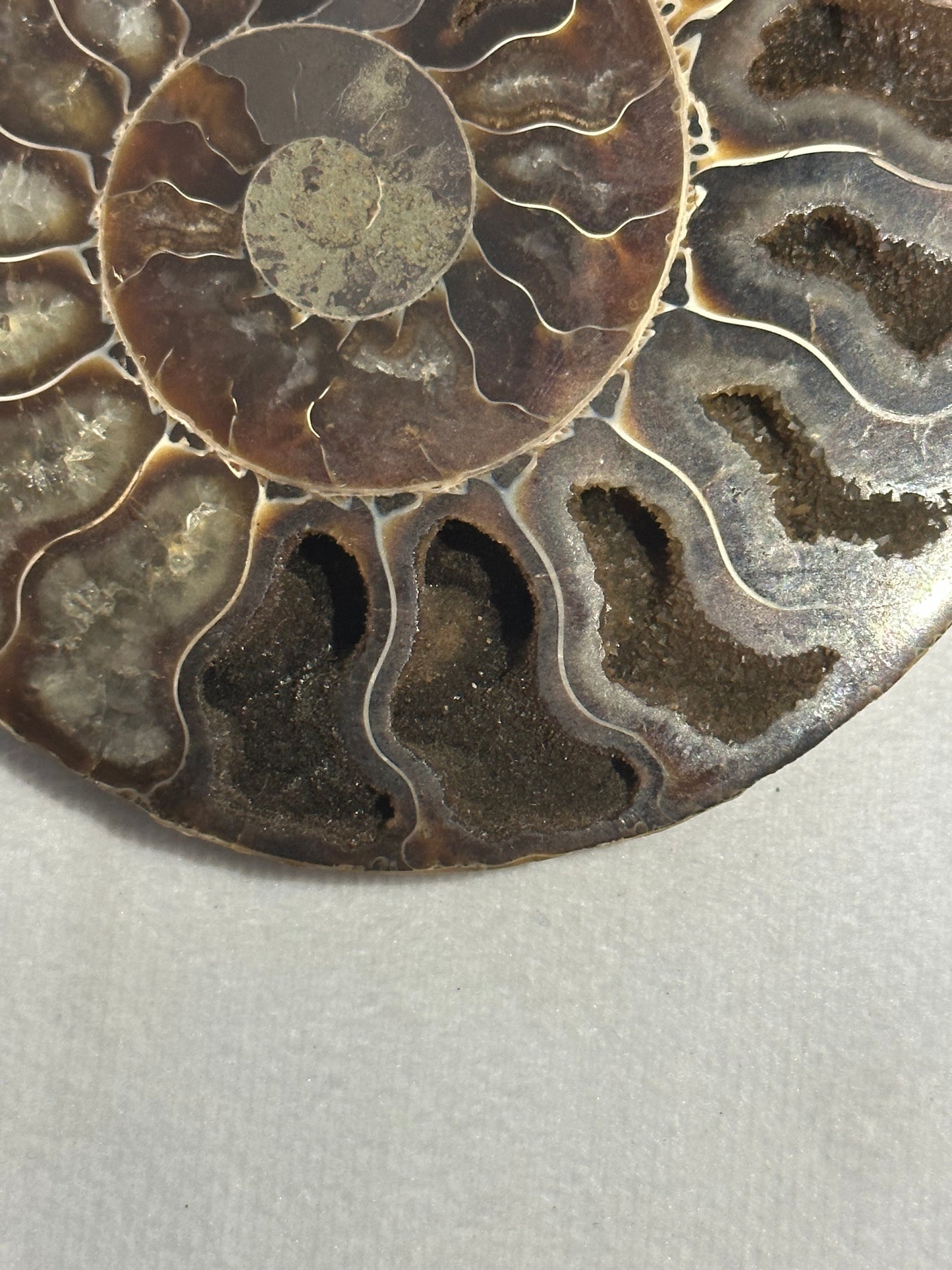 Beautiful Split Polished Ammonite