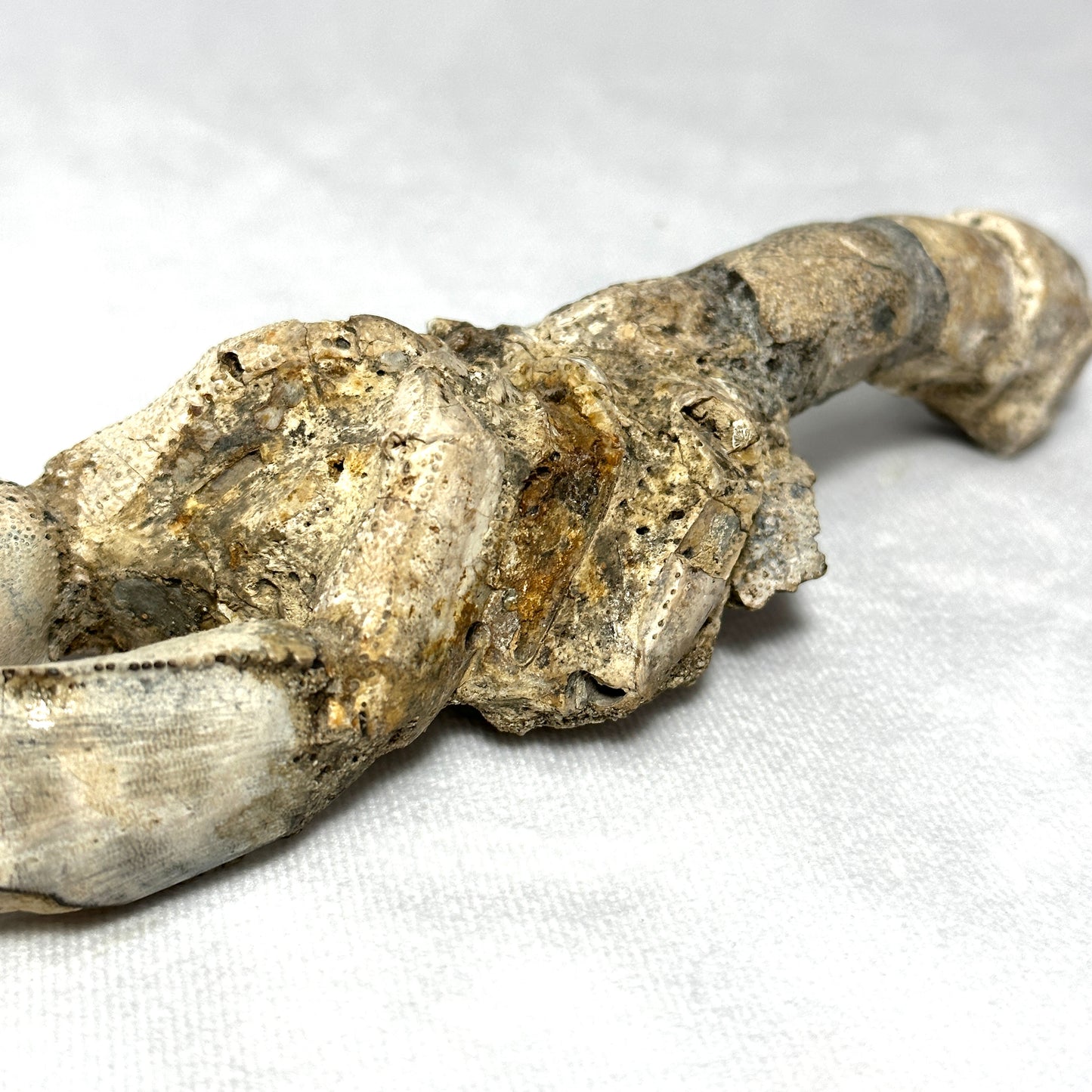 Spectacular Indonesian Fossilized Lobster