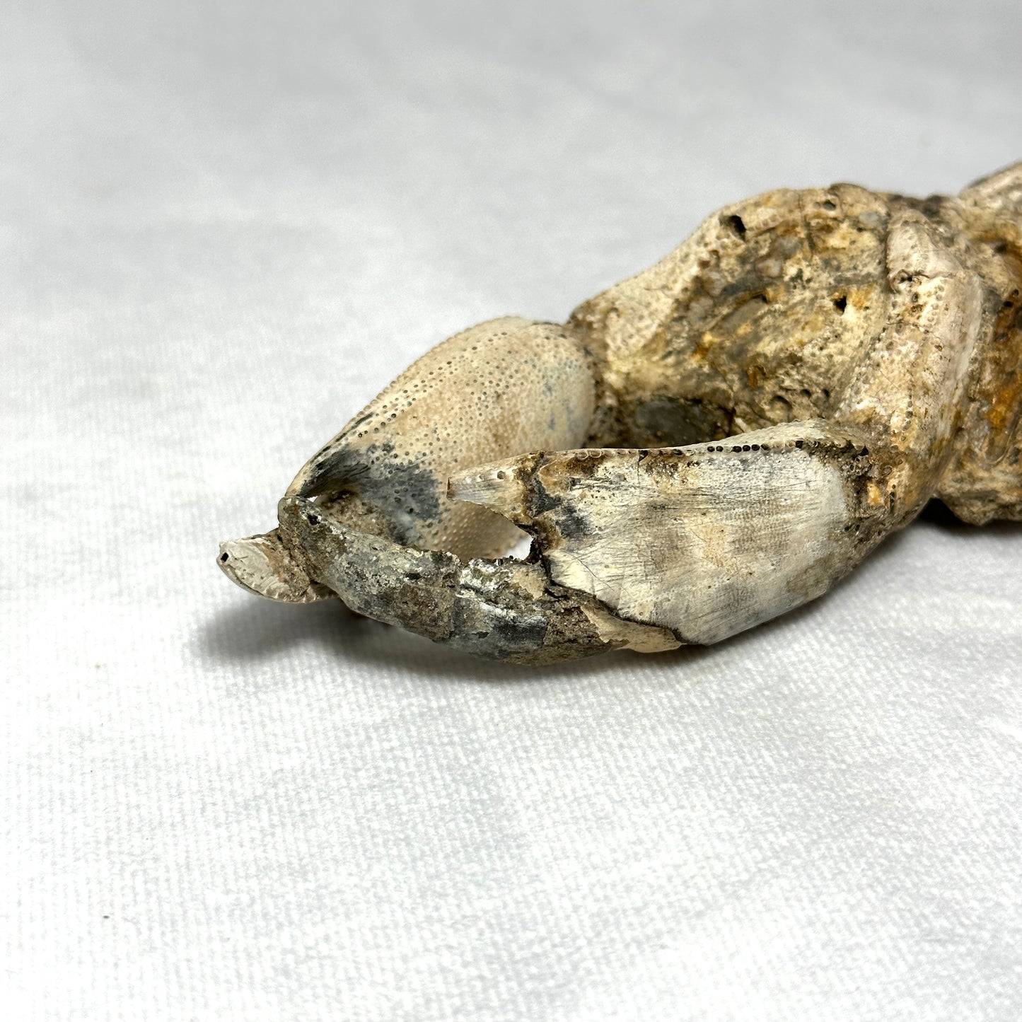 Spectacular Indonesian Fossilized Lobster