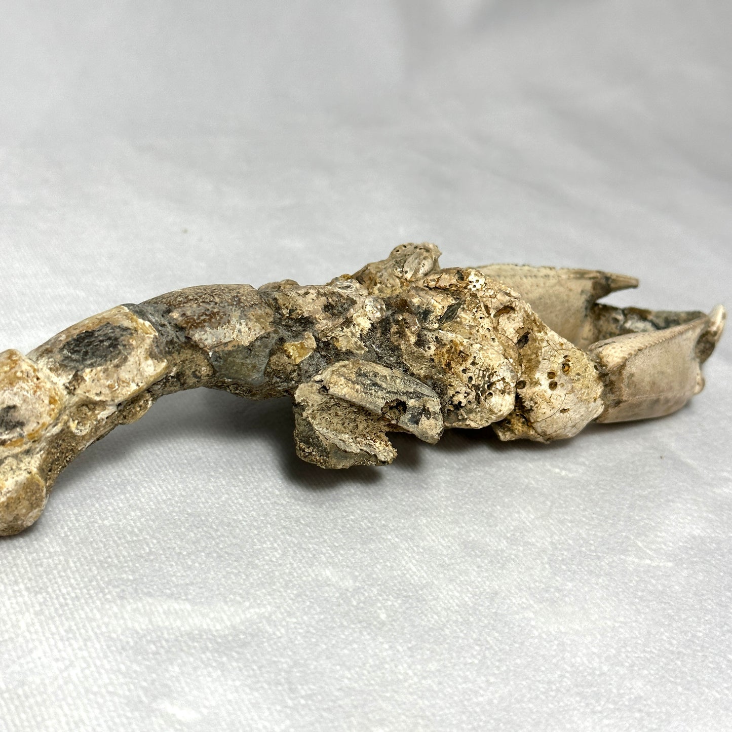 Spectacular Indonesian Fossilized Lobster