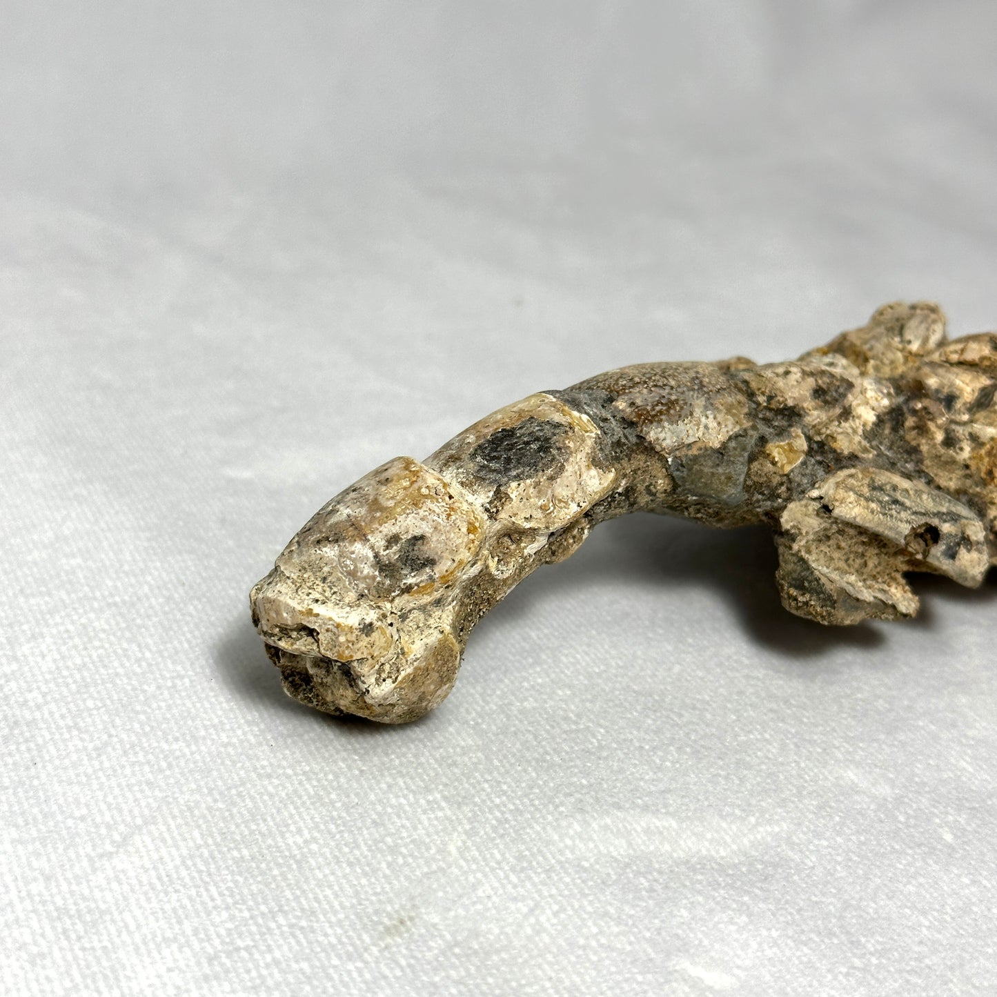 Spectacular Indonesian Fossilized Lobster