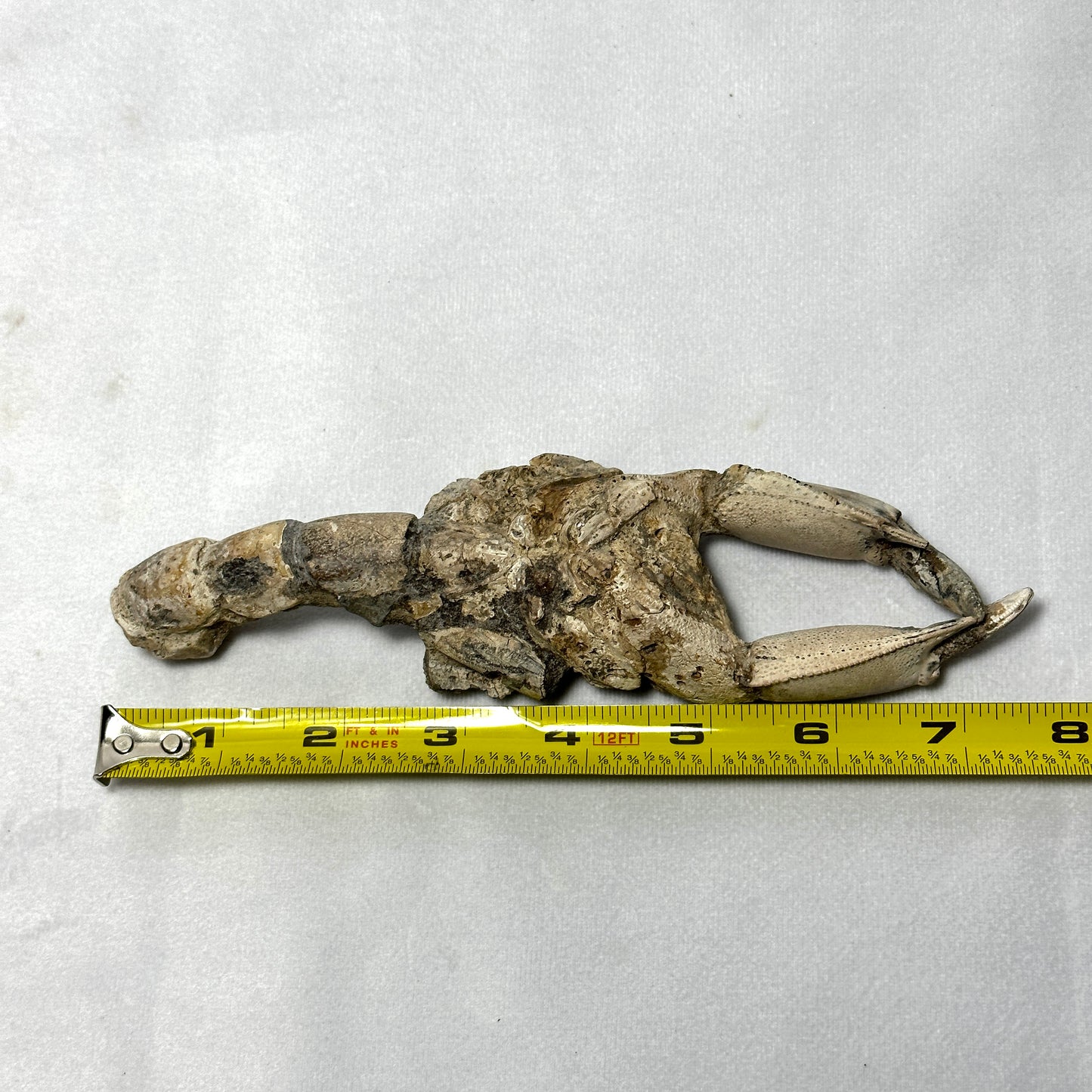 Spectacular Indonesian Fossilized Lobster