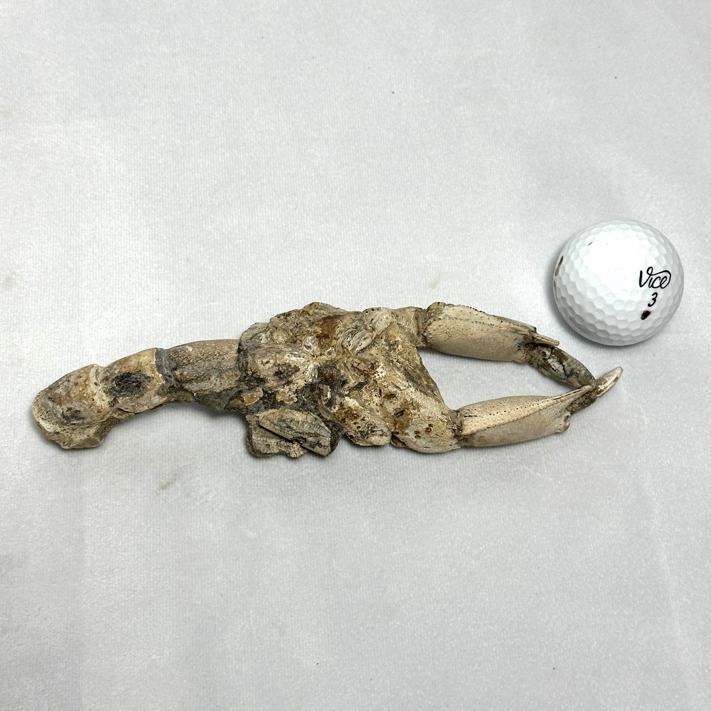 Spectacular Indonesian Fossilized Lobster