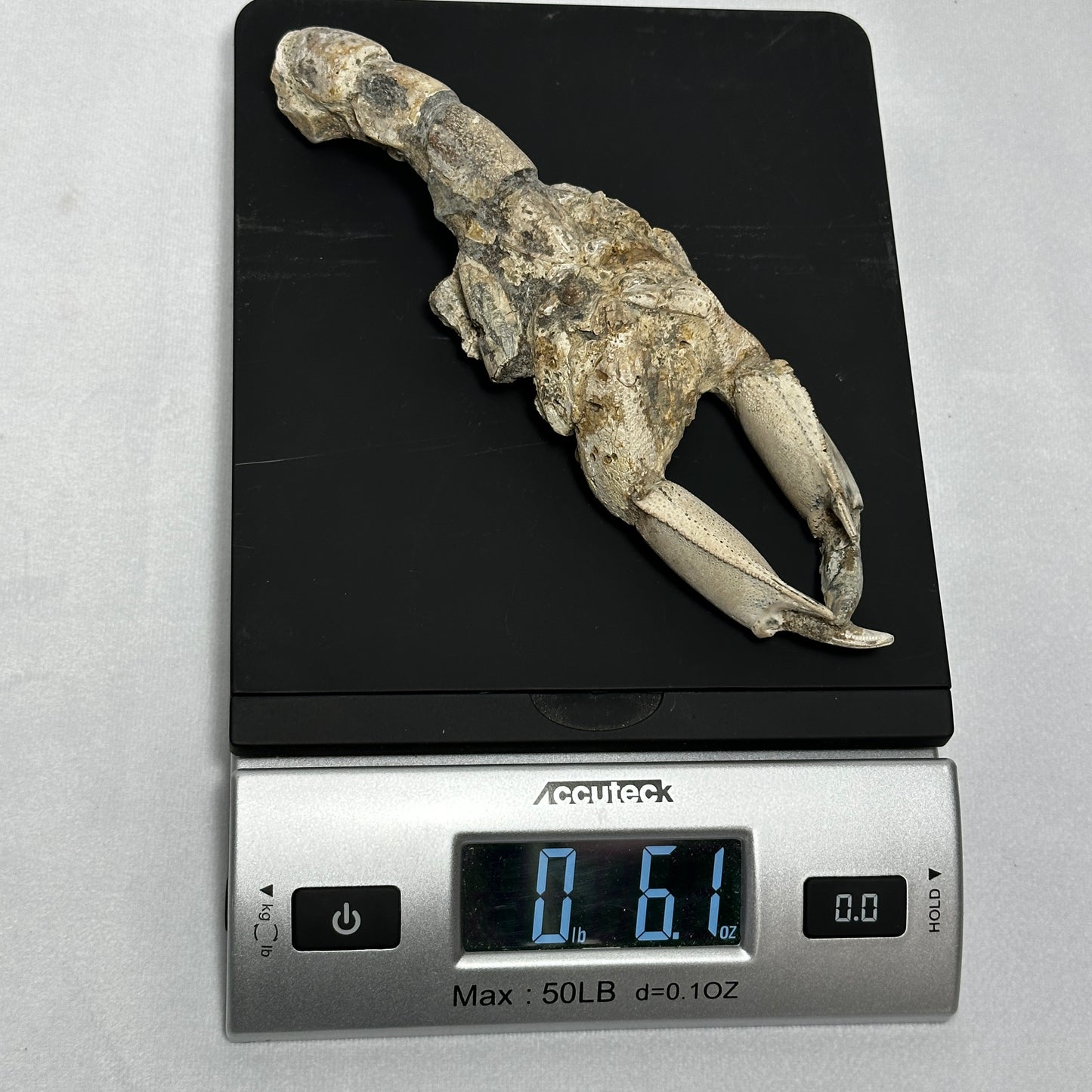 Spectacular Indonesian Fossilized Lobster