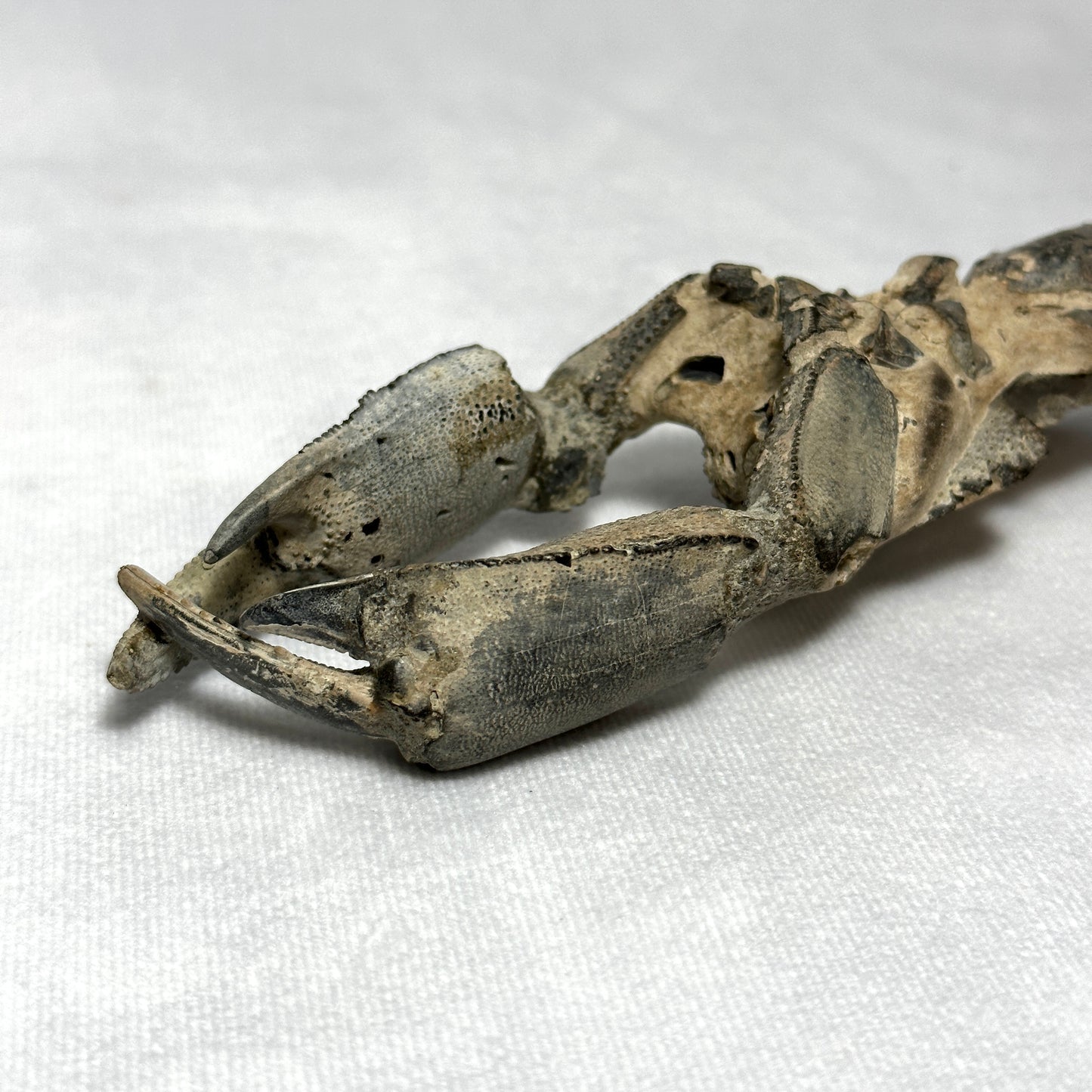 Genuine Indonesian Fossilized Lobster