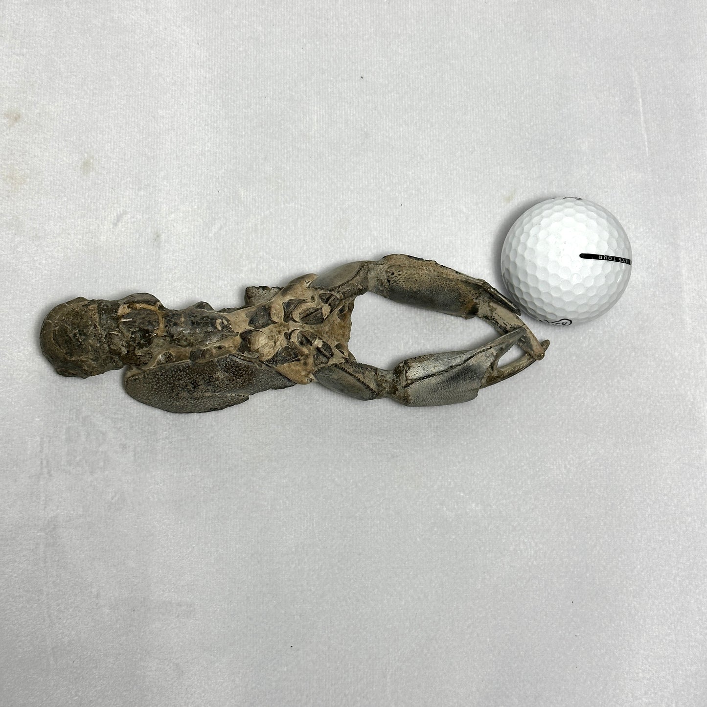 Genuine Indonesian Fossilized Lobster