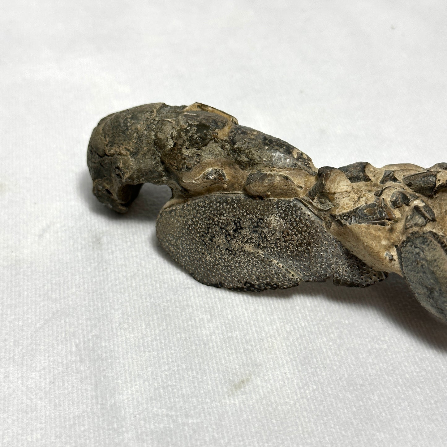 Genuine Indonesian Fossilized Lobster