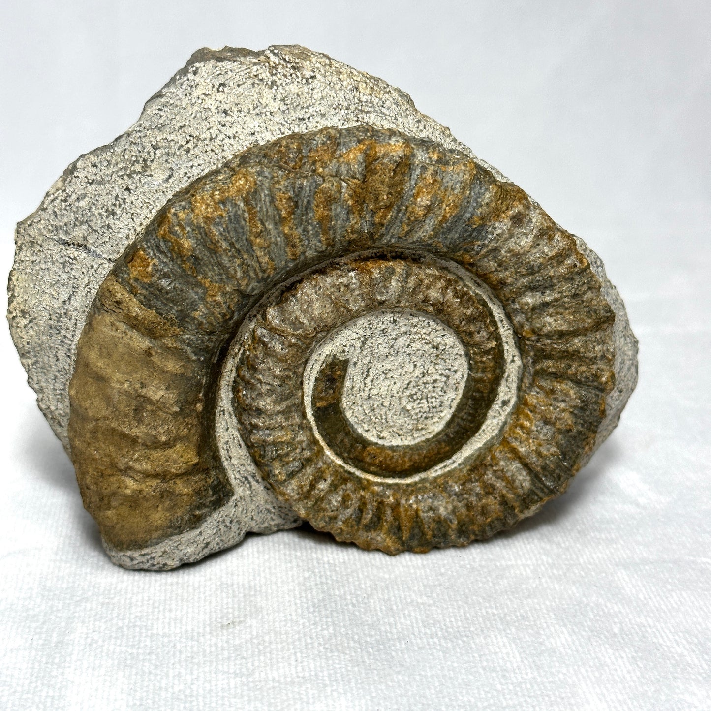Stunning Anetoceras Ammonite