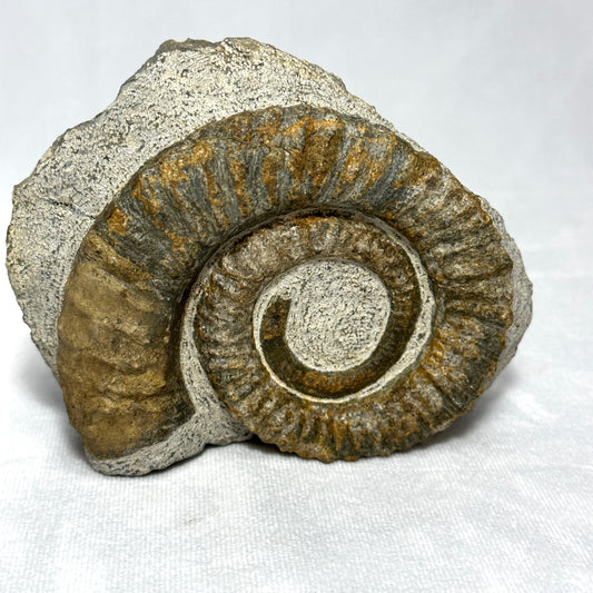 Stunning Anetoceras Ammonite