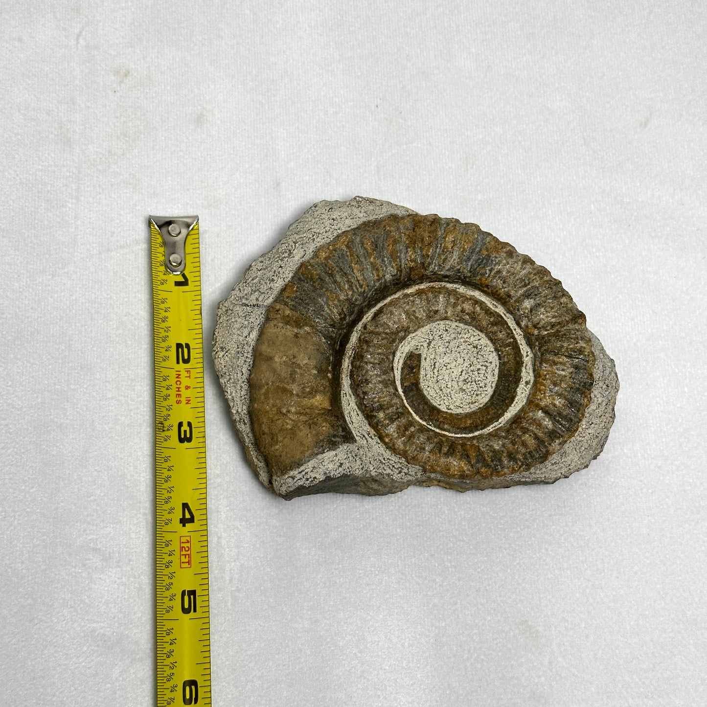 Stunning Anetoceras Ammonite