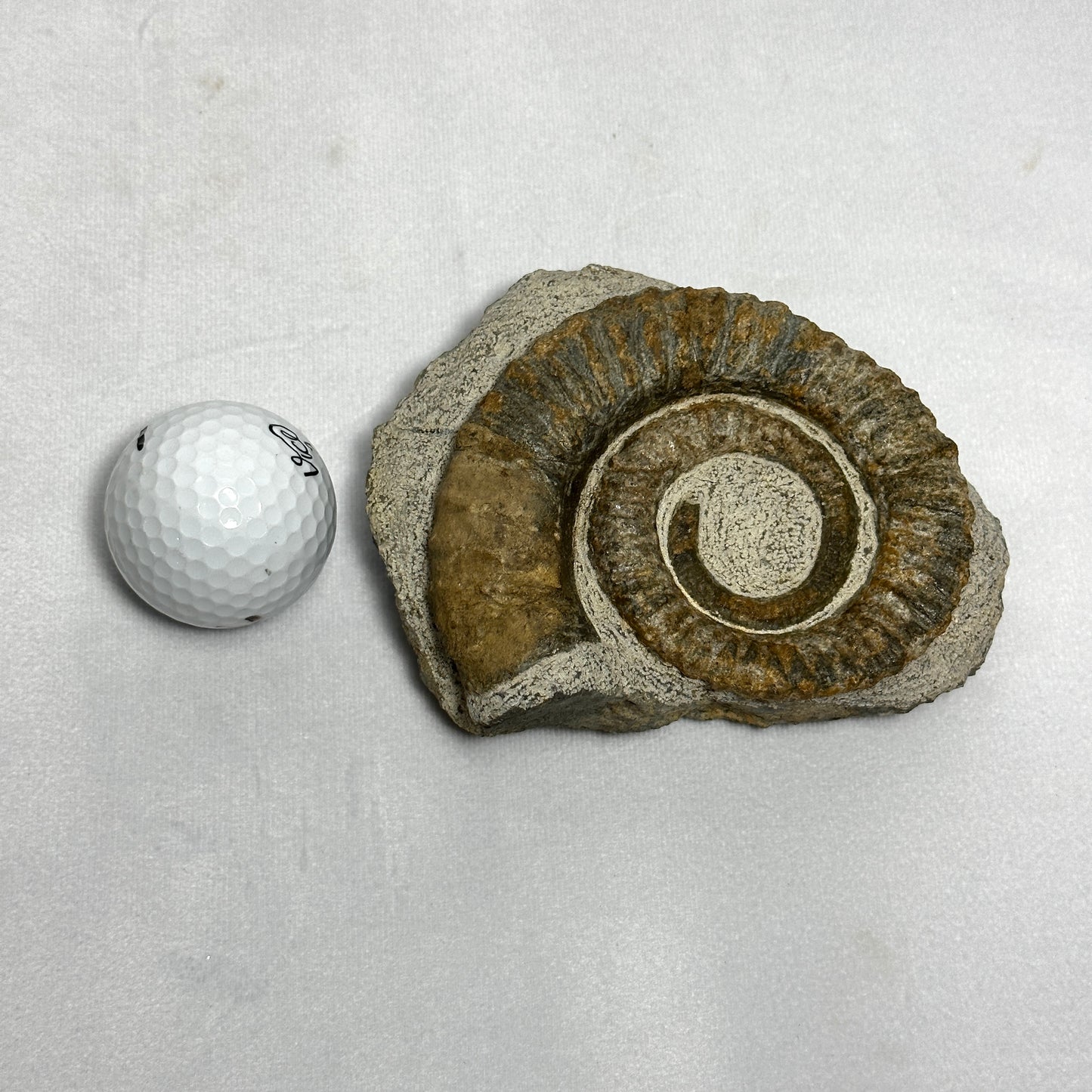 Stunning Anetoceras Ammonite