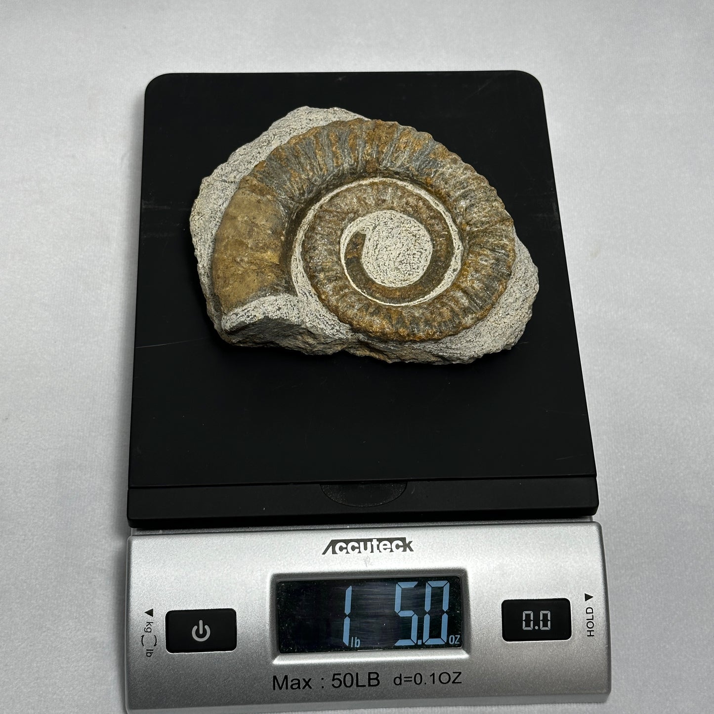 Stunning Anetoceras Ammonite