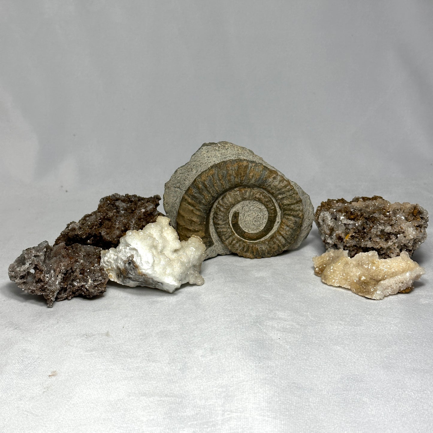 Stunning Anetoceras Ammonite