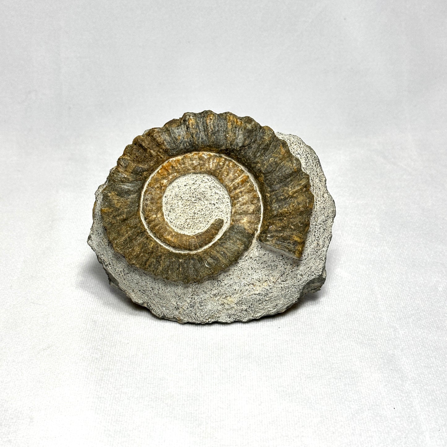 Charming Anetoceras Ammonite