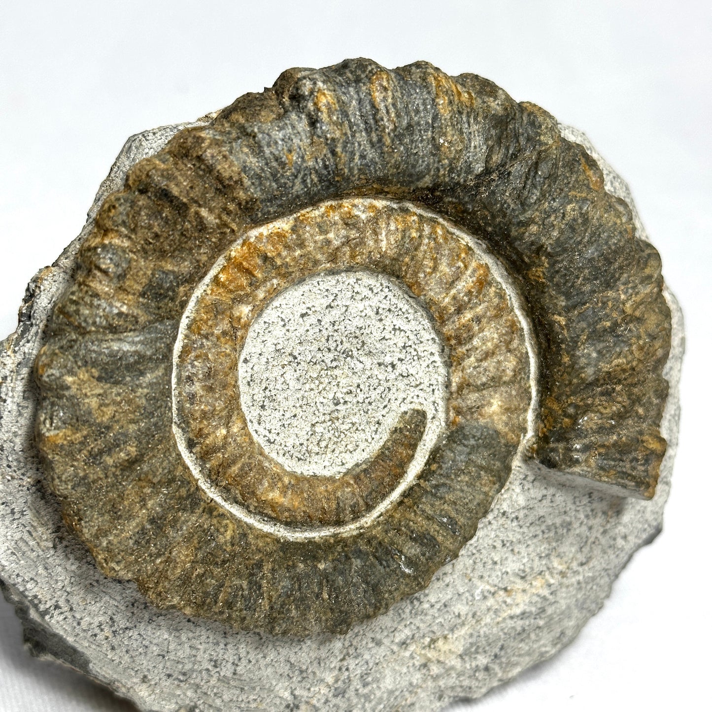 Charming Anetoceras Ammonite