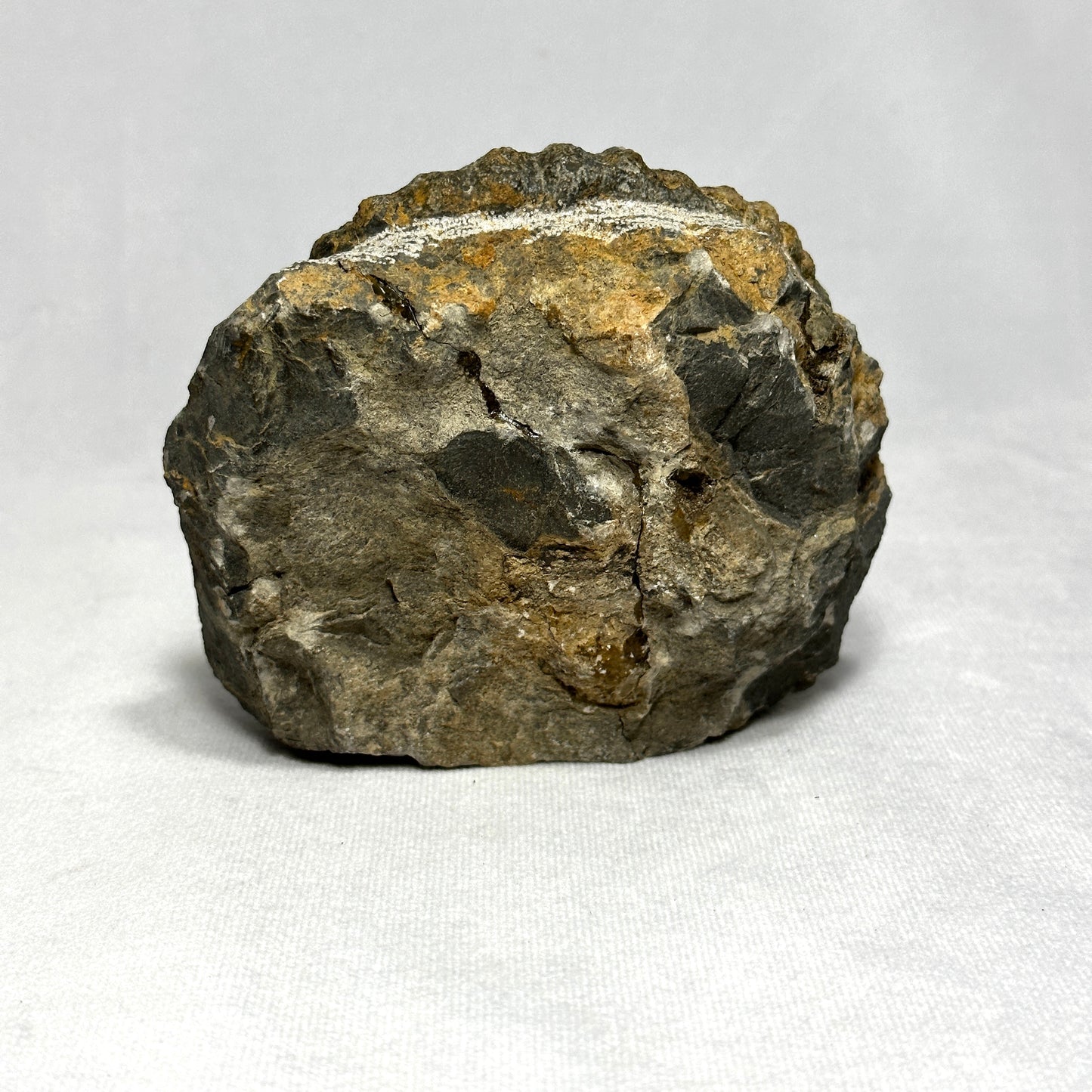 Charming Anetoceras Ammonite