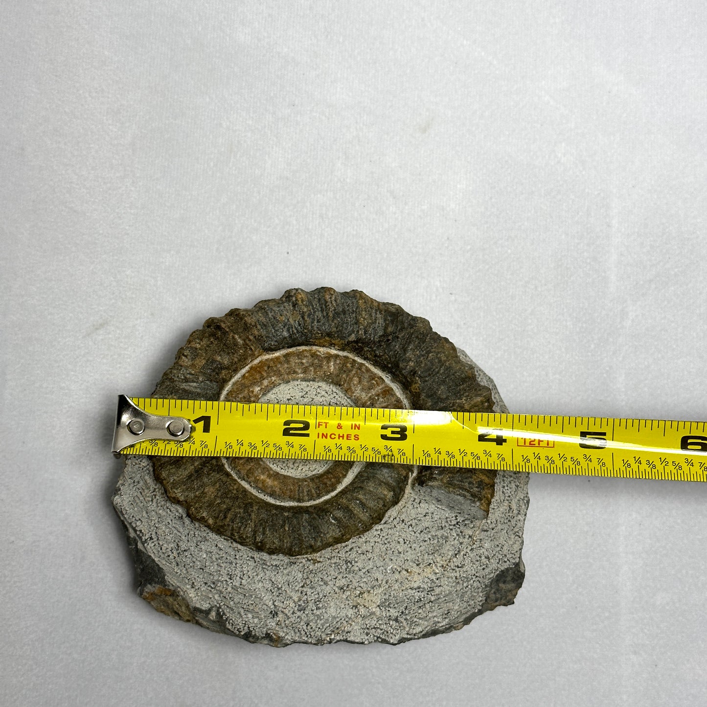 Charming Anetoceras Ammonite