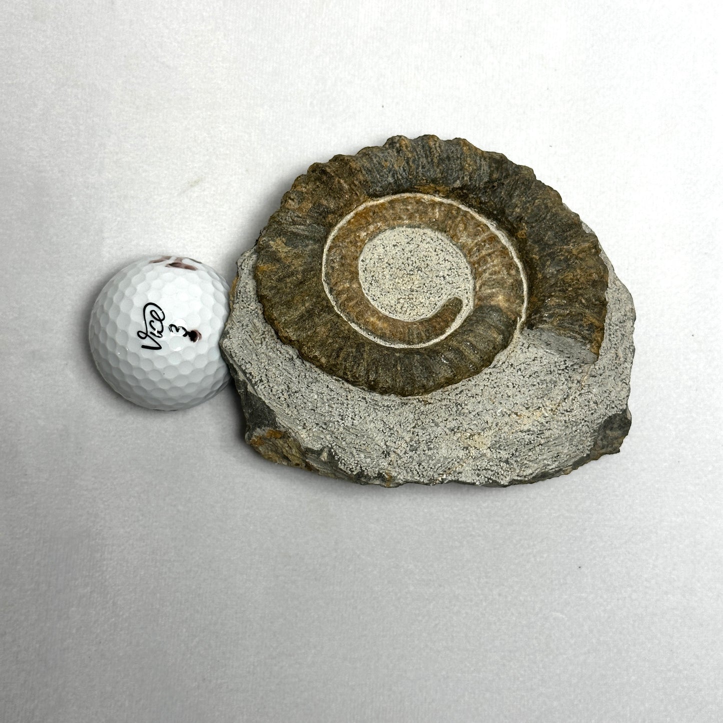 Charming Anetoceras Ammonite