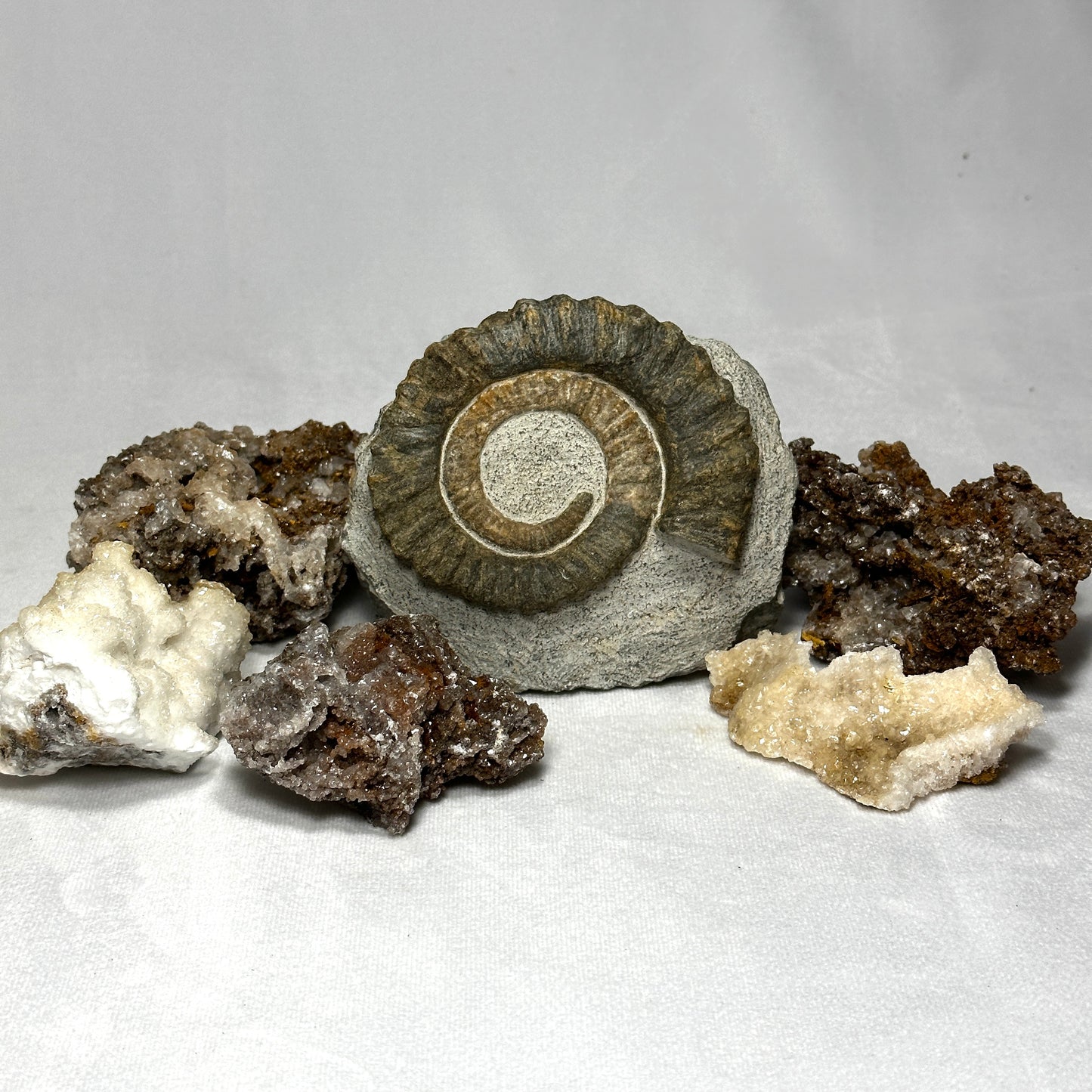 Charming Anetoceras Ammonite