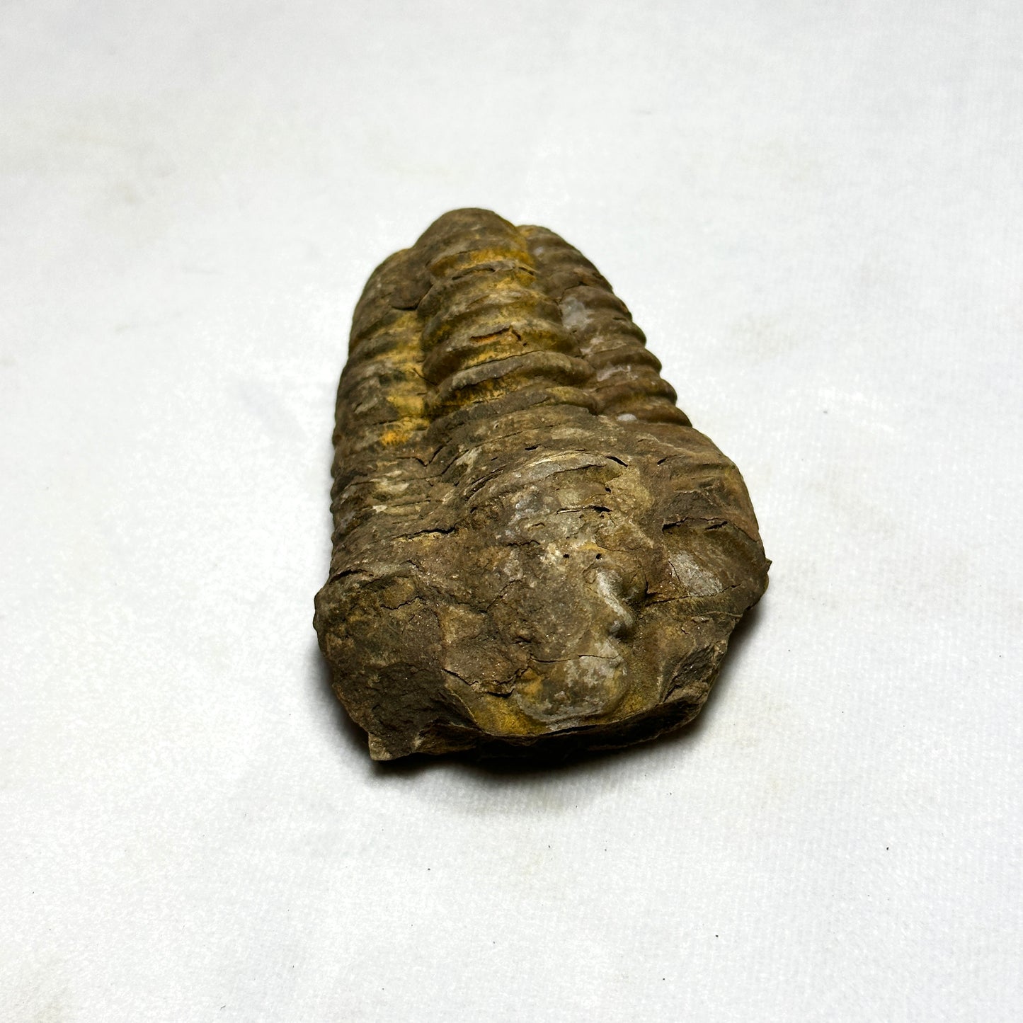 Flexicalymene Trilobite 3.8"
