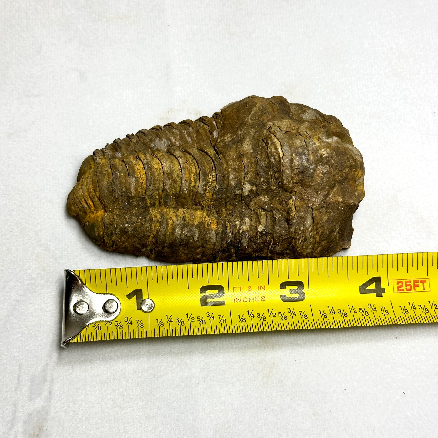 Flexicalymene Trilobite 3.8"