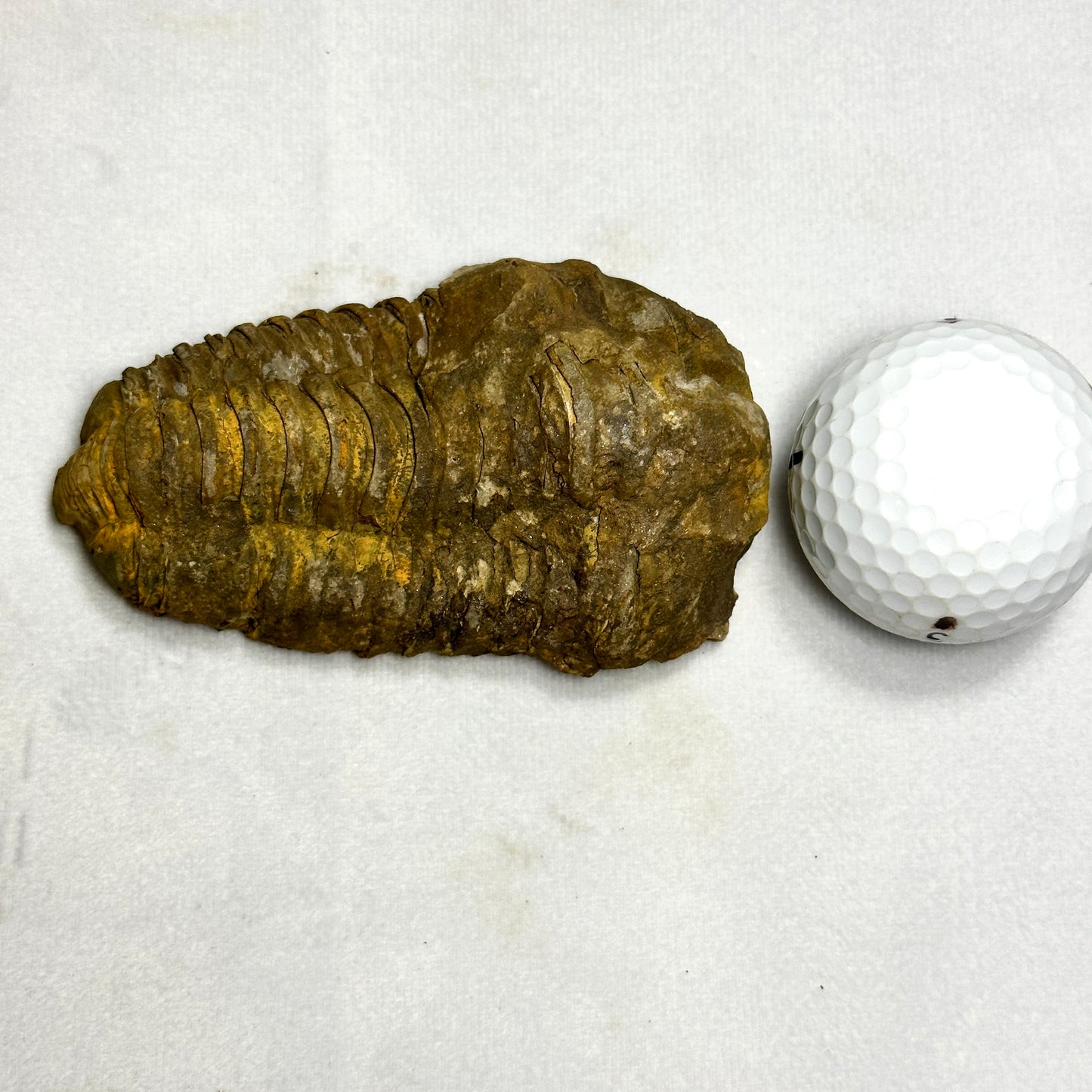 Flexicalymene Trilobite 3.8"