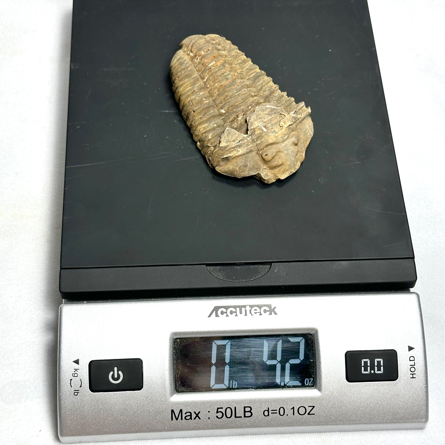 Spectacular Flexicalymene Trilobite